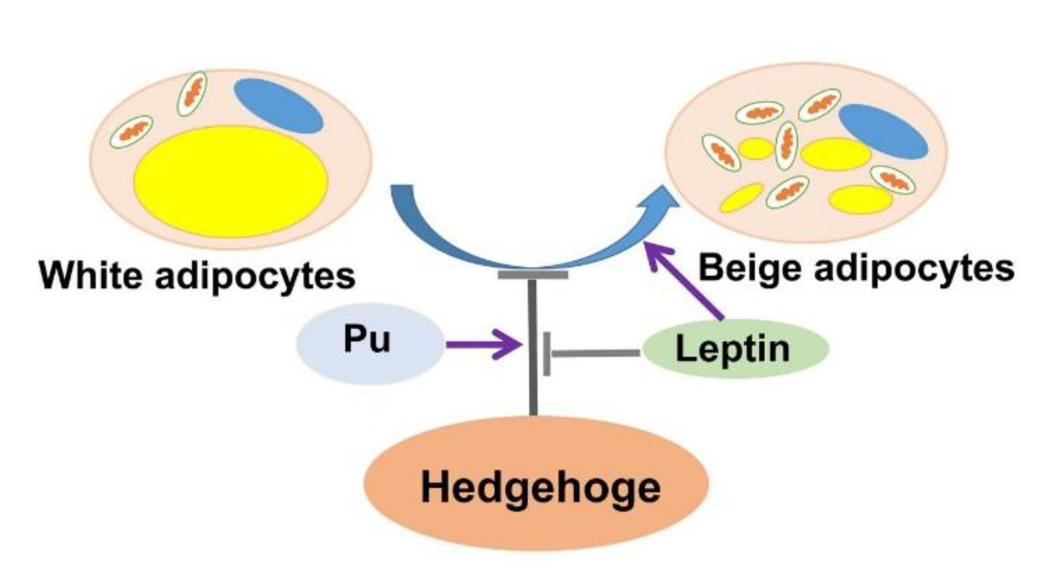 Cells 08 00372 g007 Cells 08 00372 g007