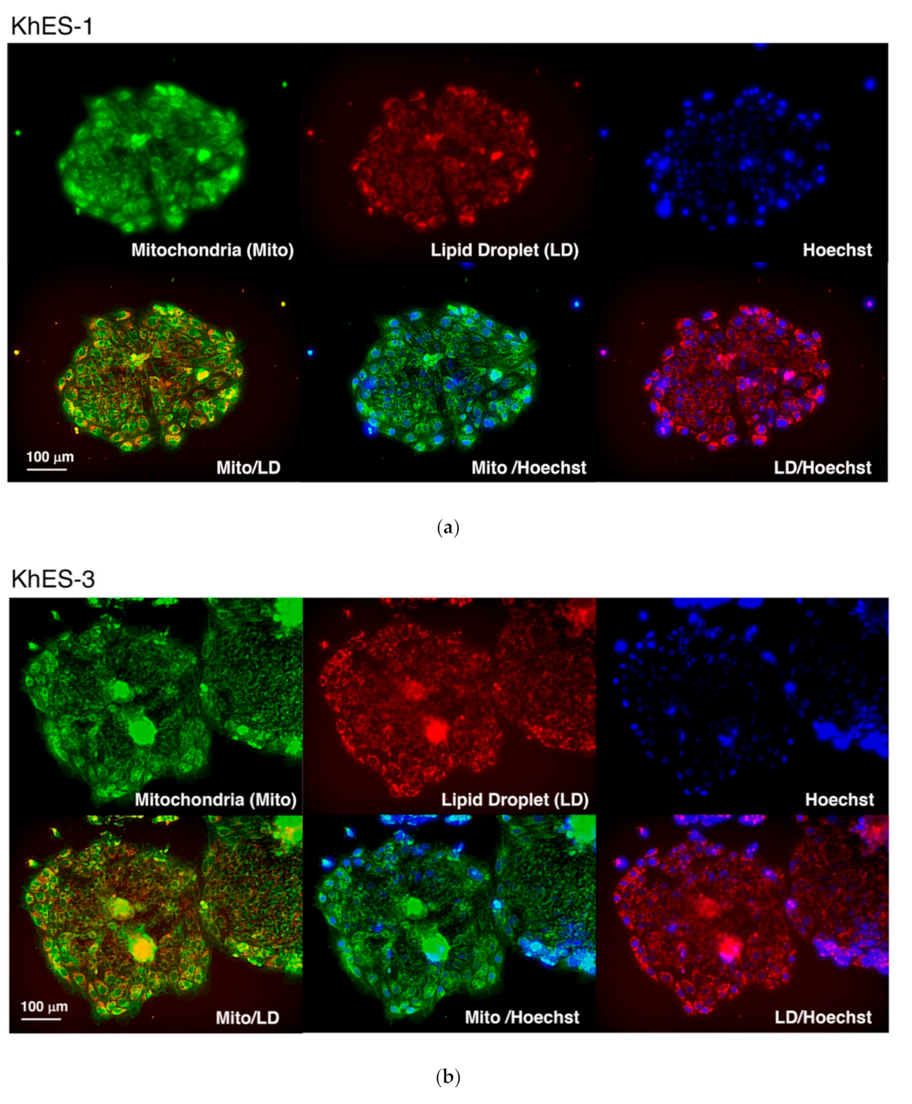 Cells 08 00373 g002a