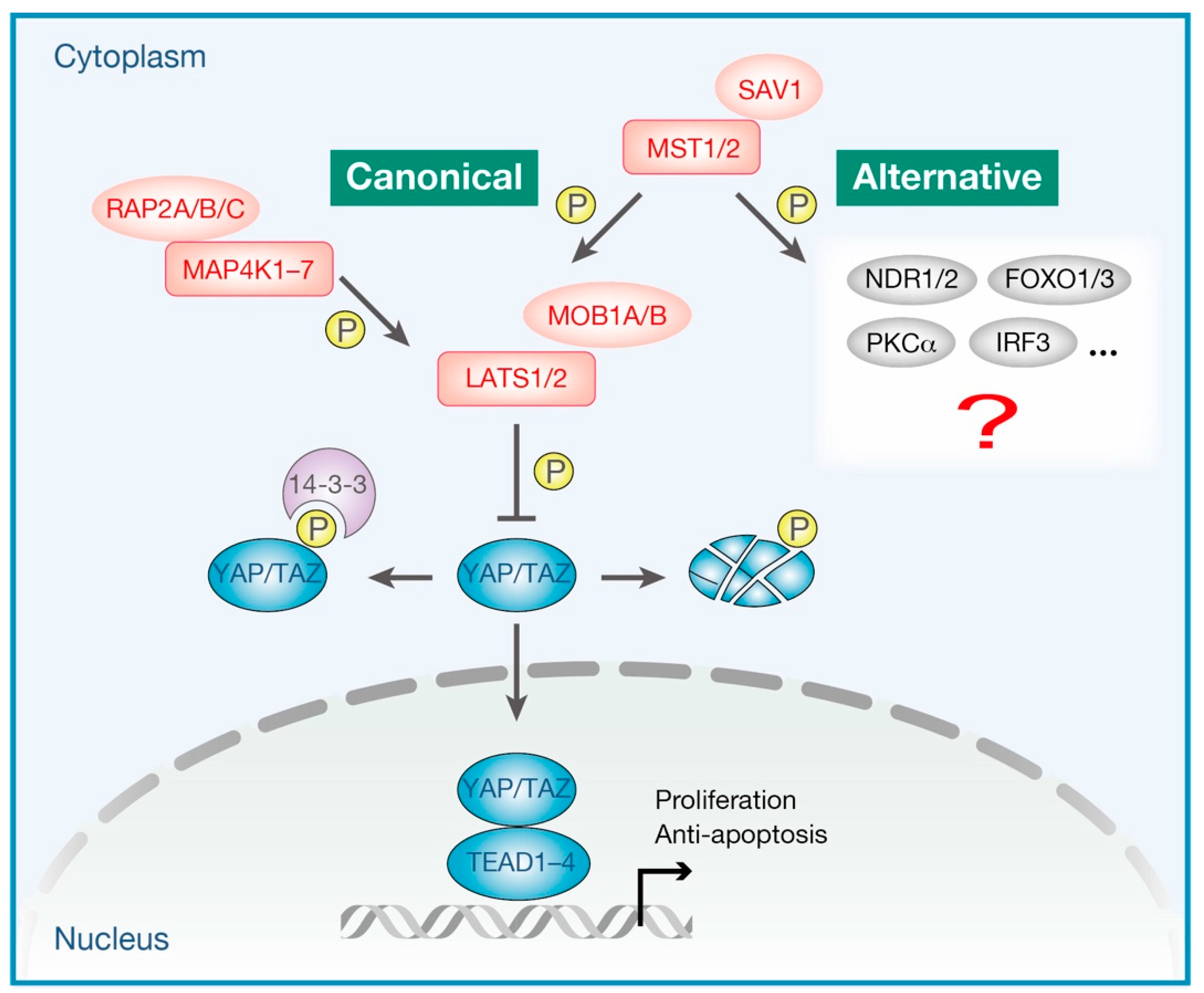 Cells 08 00398 g001 Cells 08 00398 g001