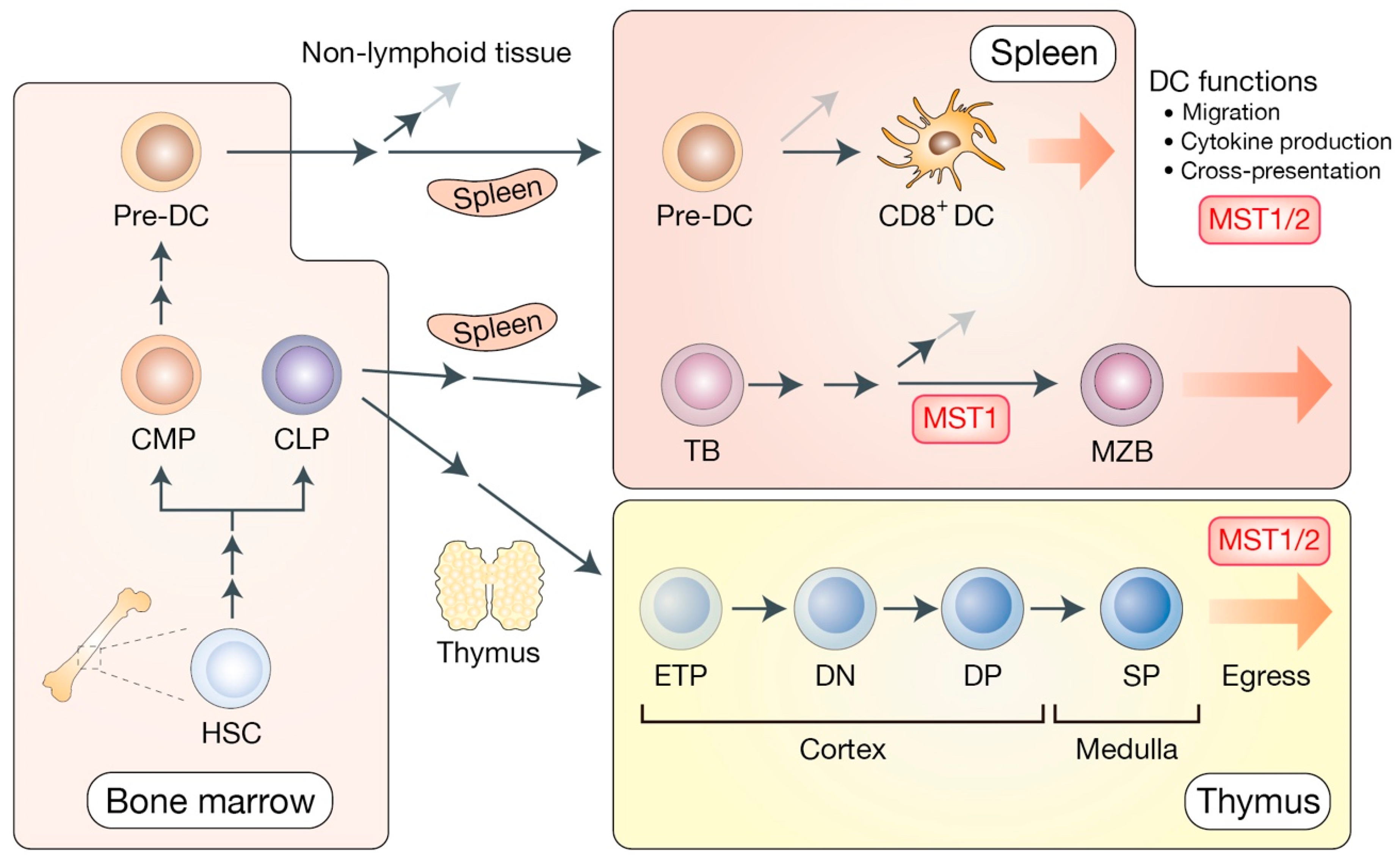 Cells 08 00398 g003 Cells 08 00398 g003