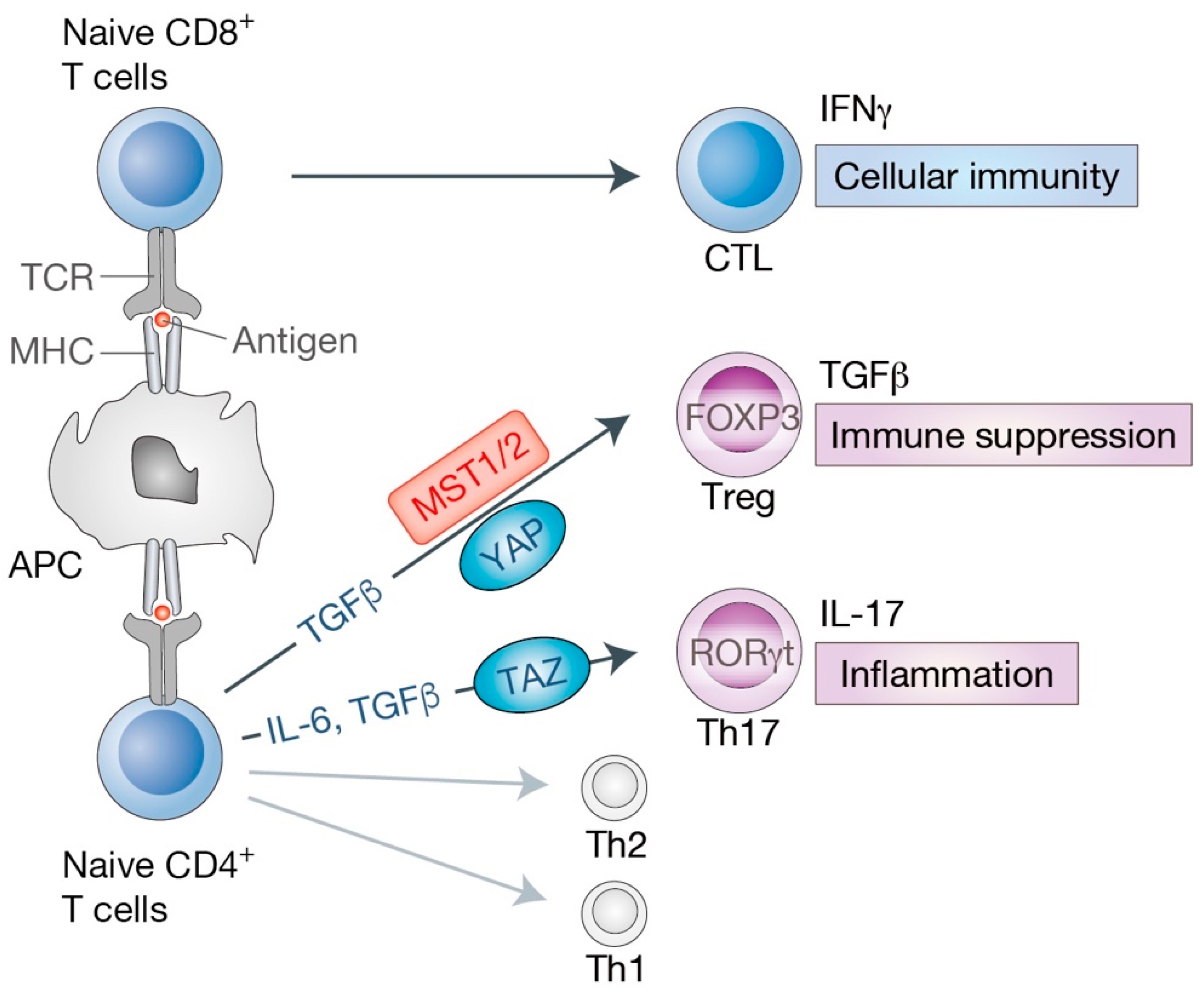 Cells 08 00398 g004 Cells 08 00398 g004