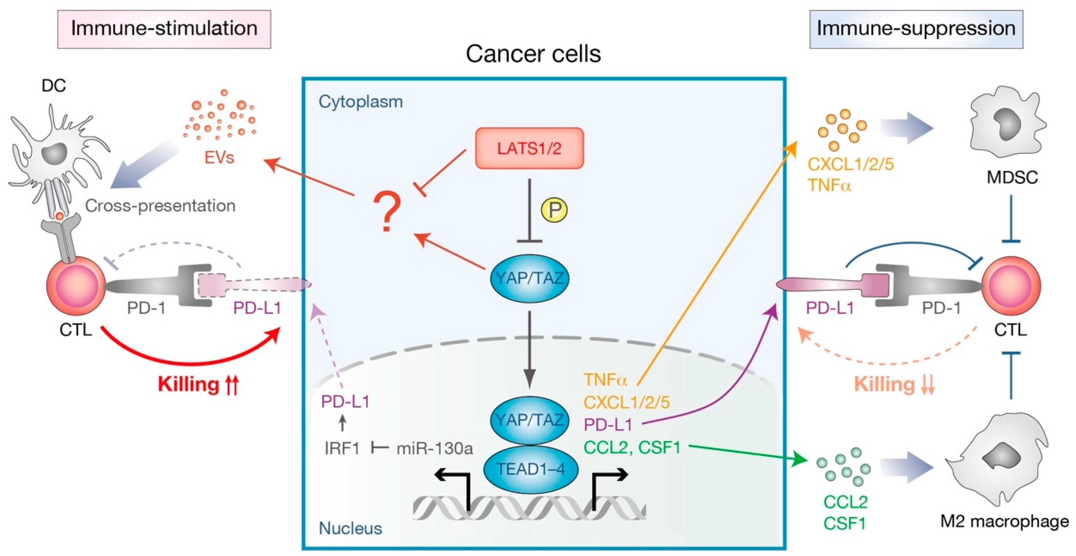Cells 08 00398 g005 Cells 08 00398 g005