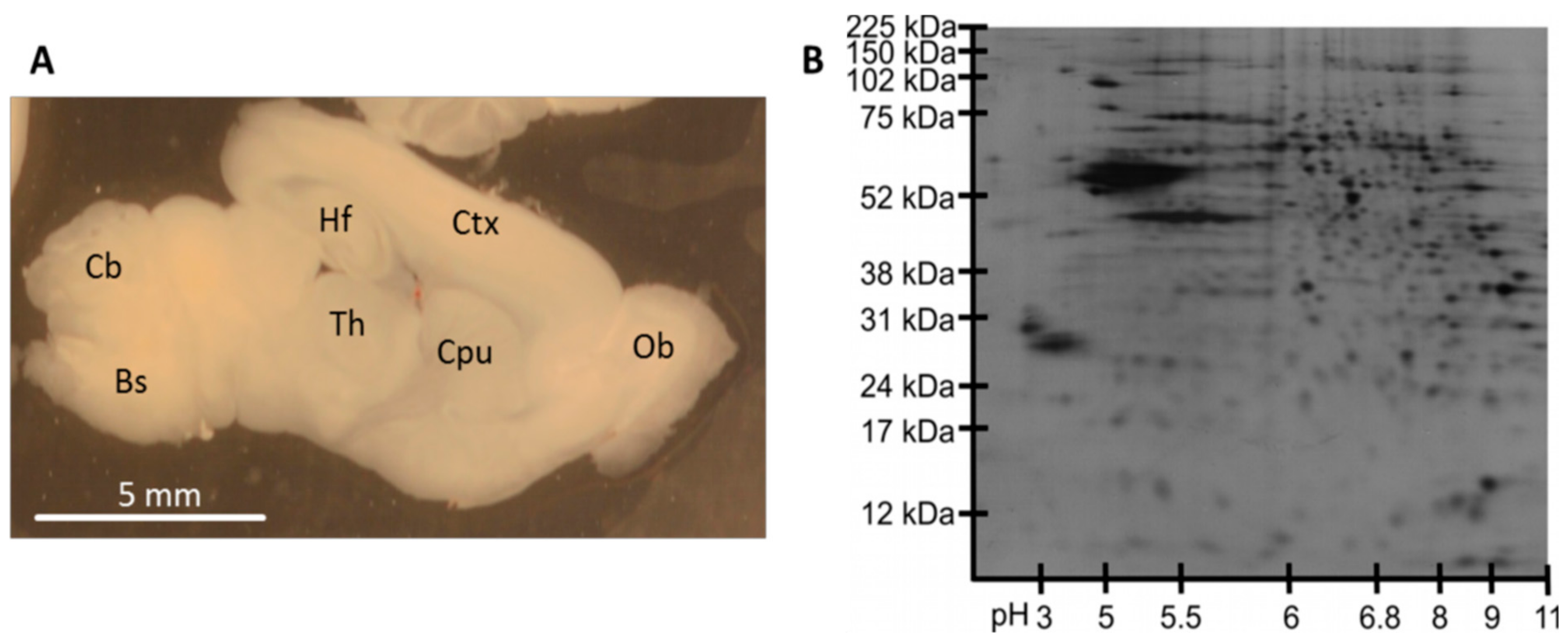 Cells 08 00423 g002