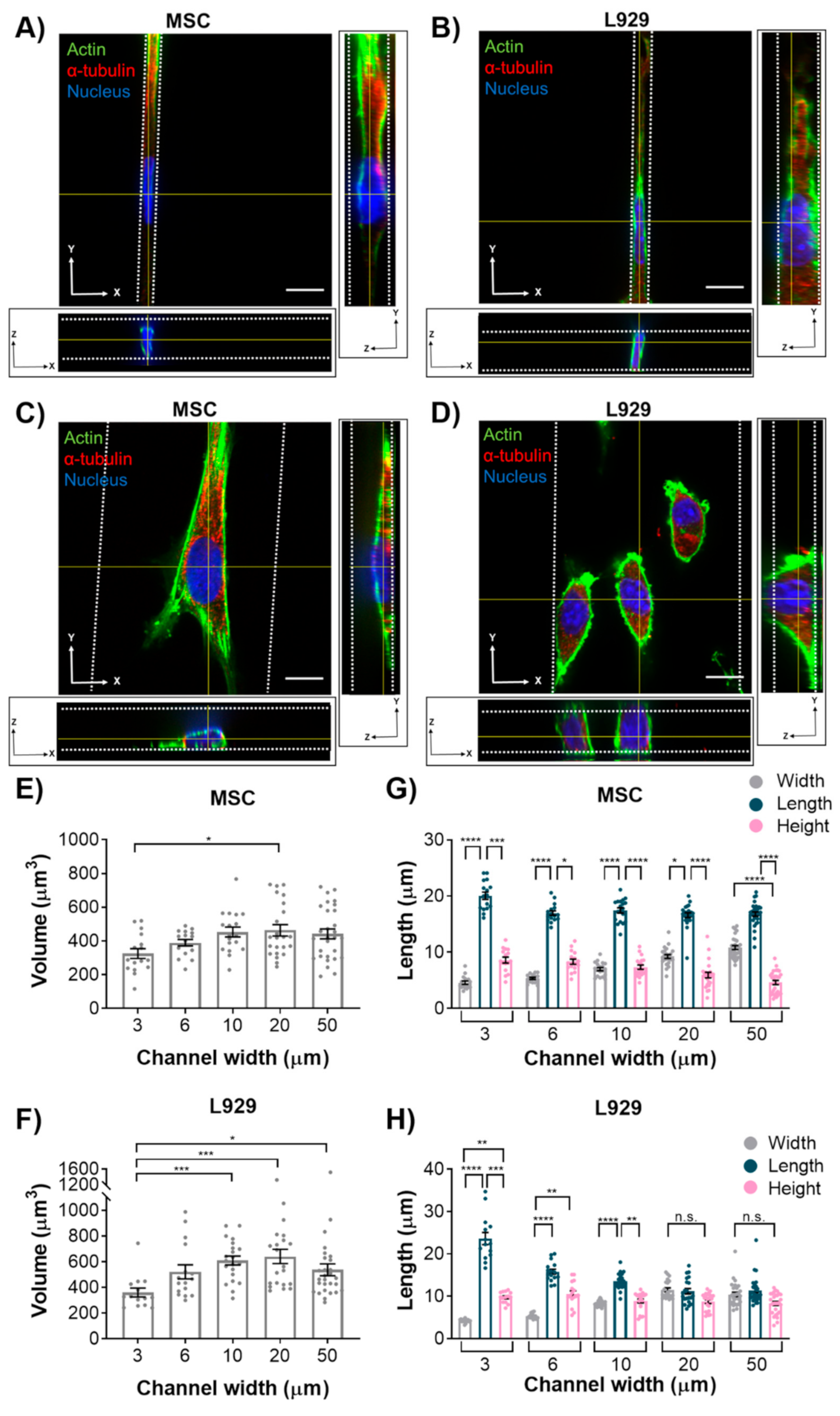 Cells 08 00427 g003 Cells 08 00427 g003