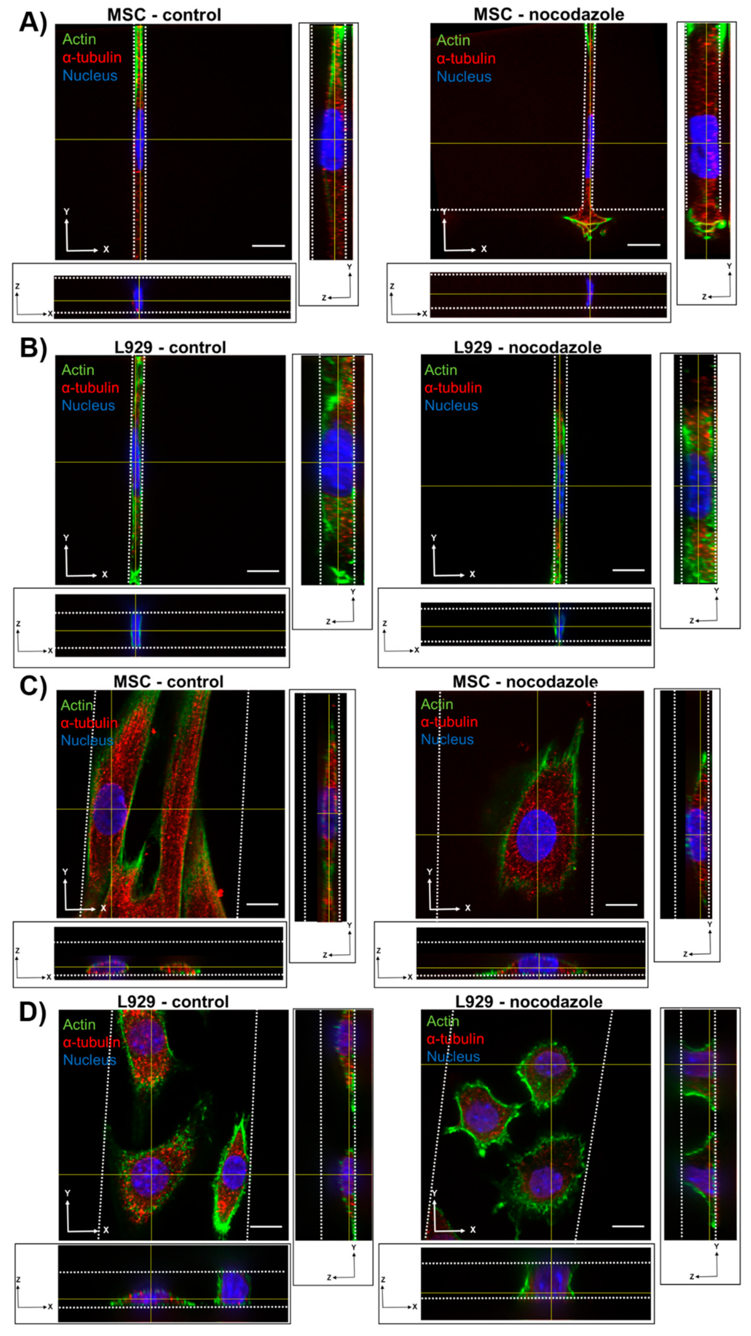 Cells 08 00427 g004 Cells 08 00427 g004