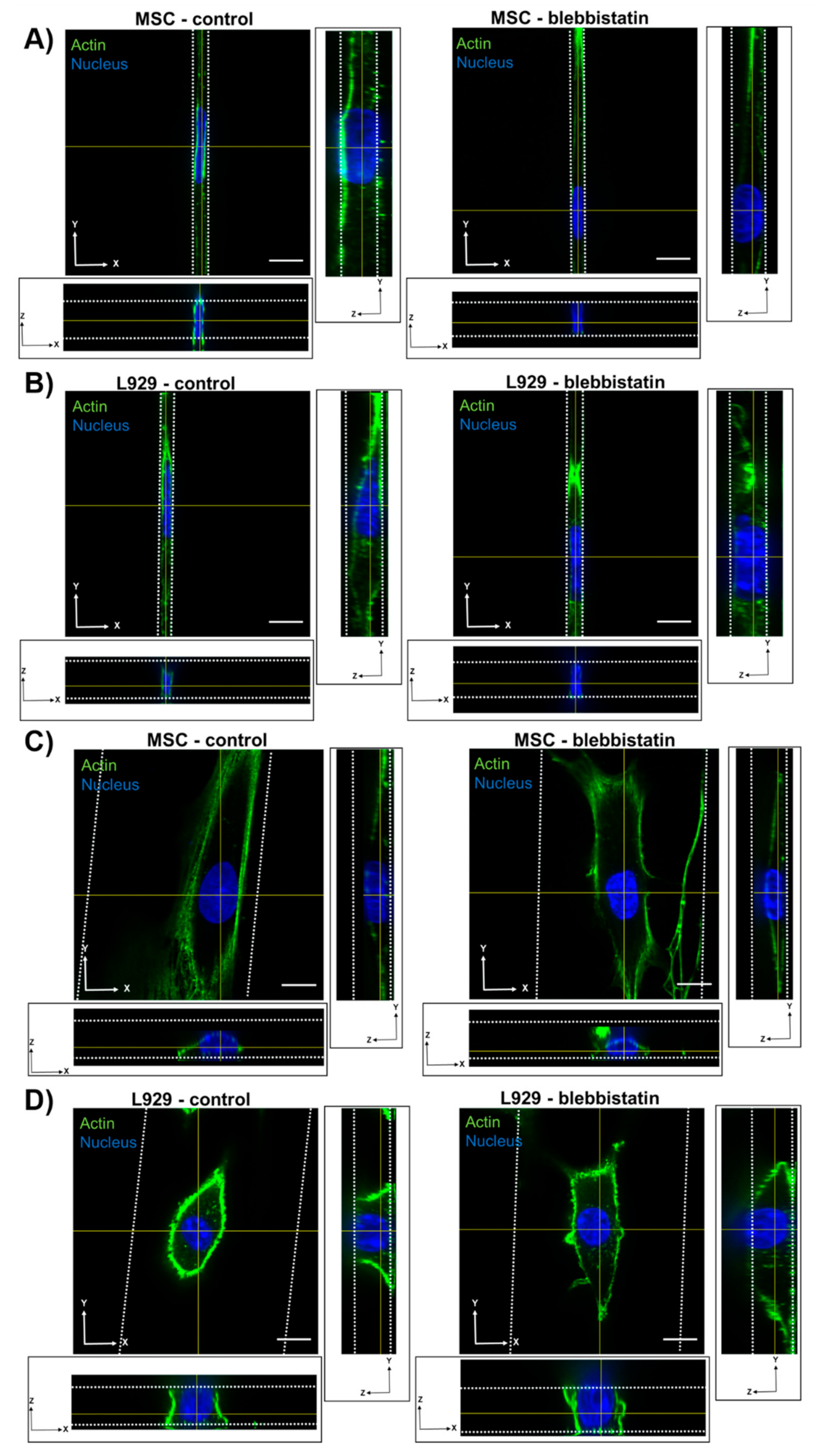 Cells 08 00427 g006 Cells 08 00427 g006