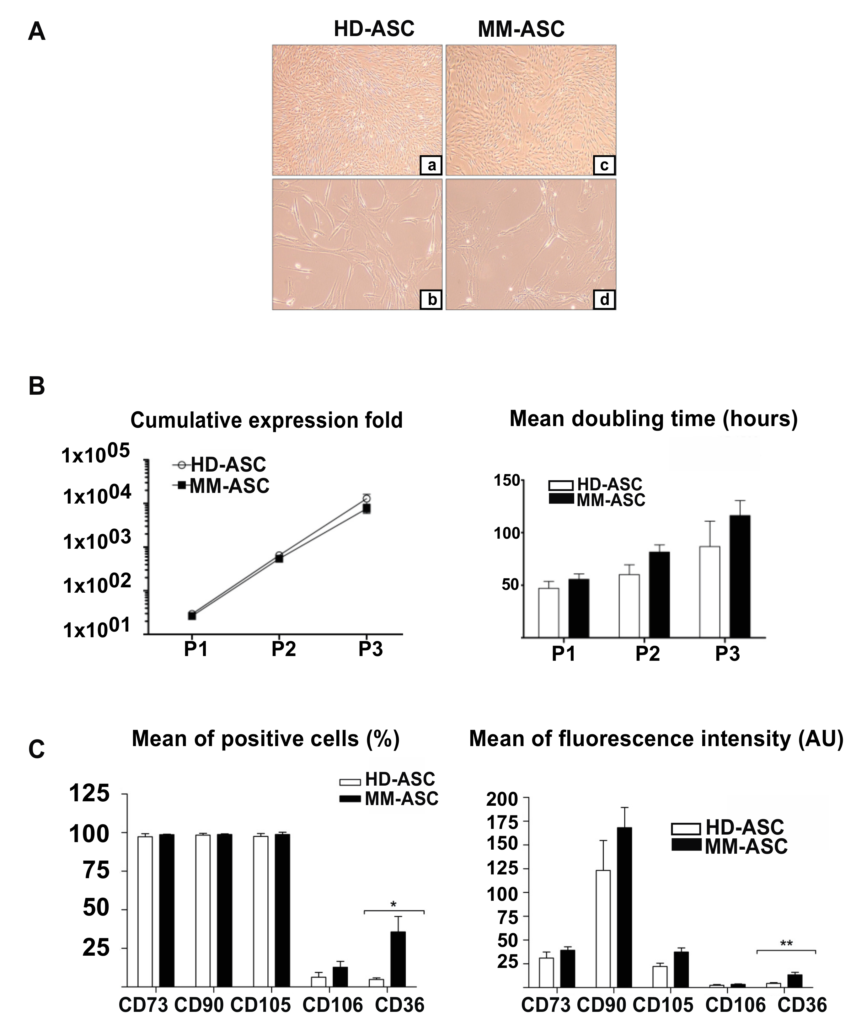 Cells 08 00441 g001