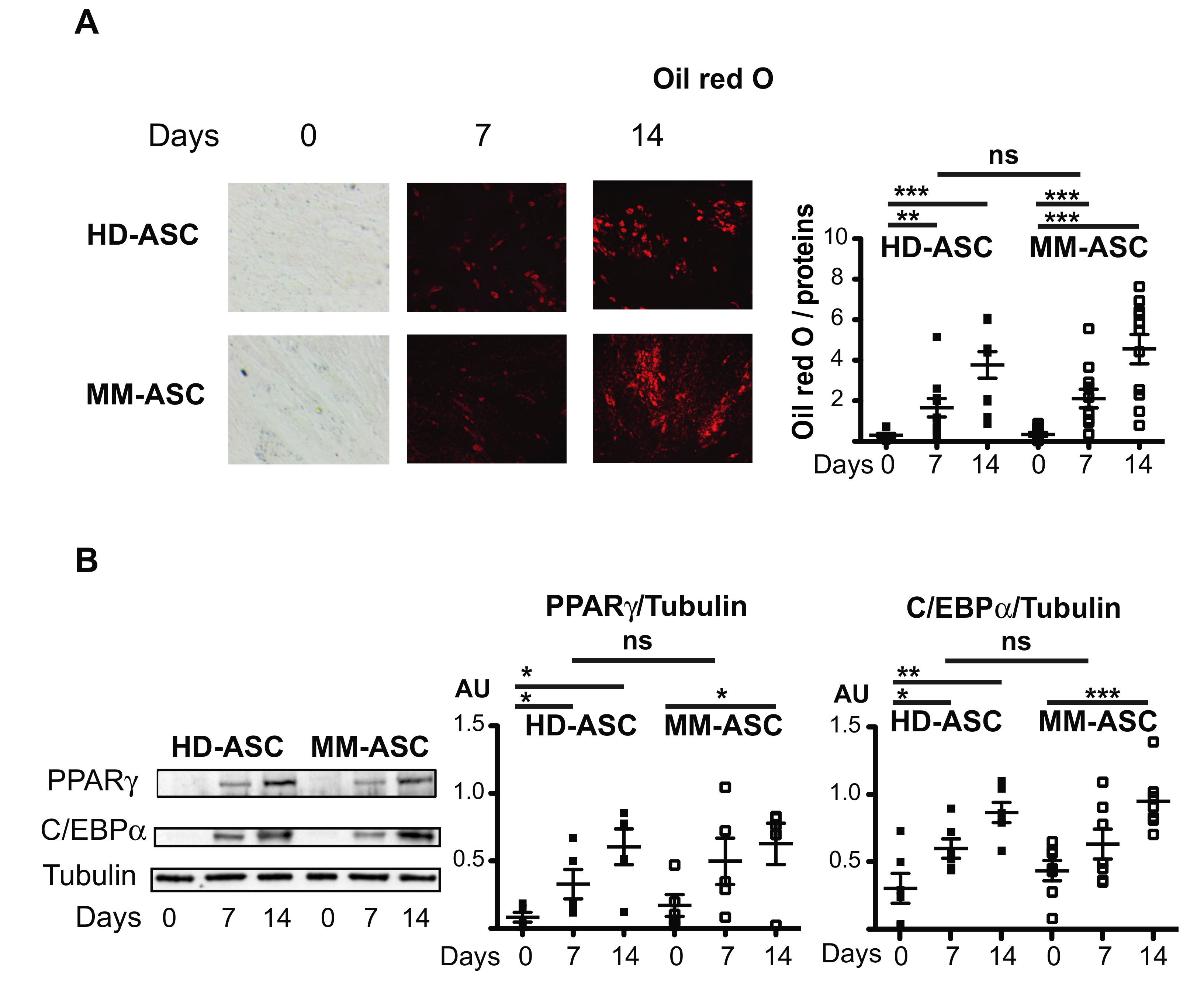 Cells 08 00441 g002