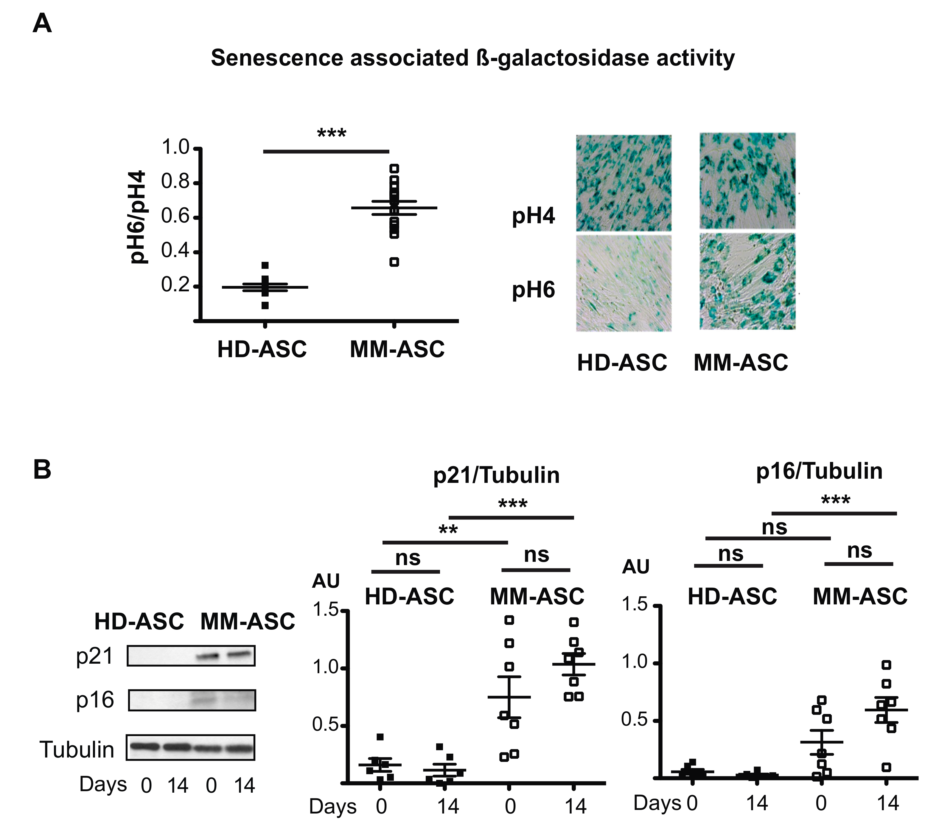 Cells 08 00441 g004
