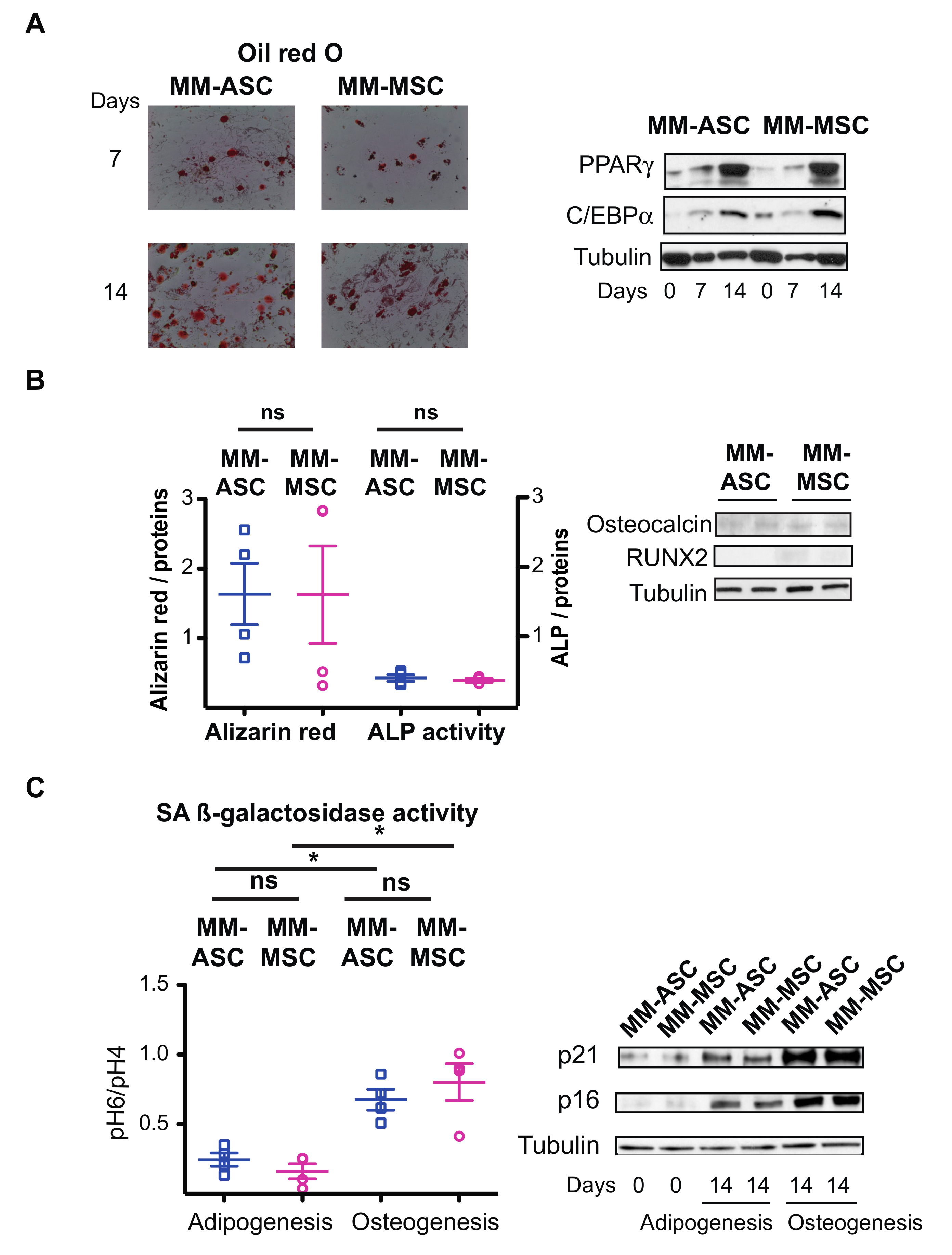 Cells 08 00441 g005