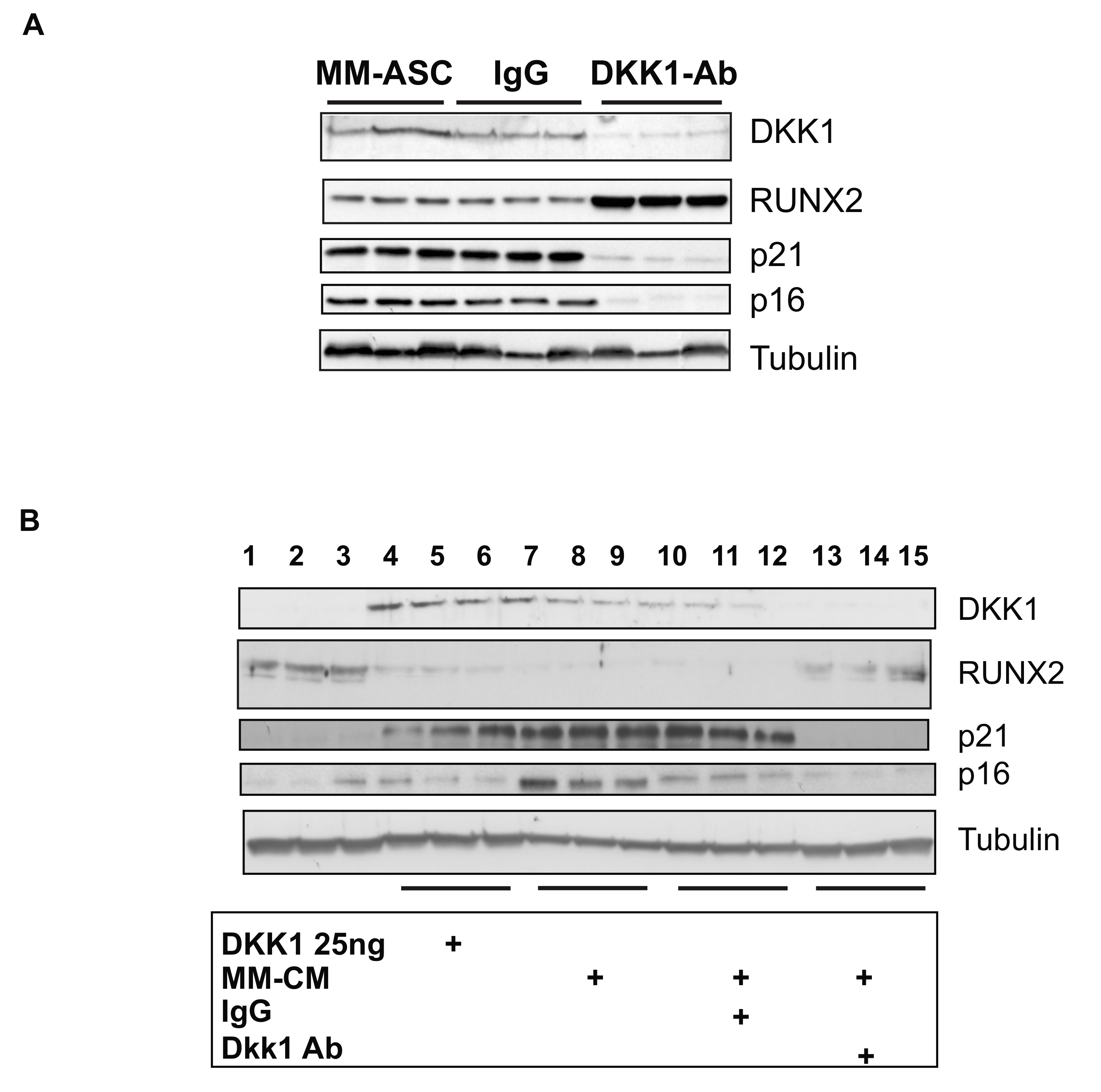 Cells 08 00441 g006