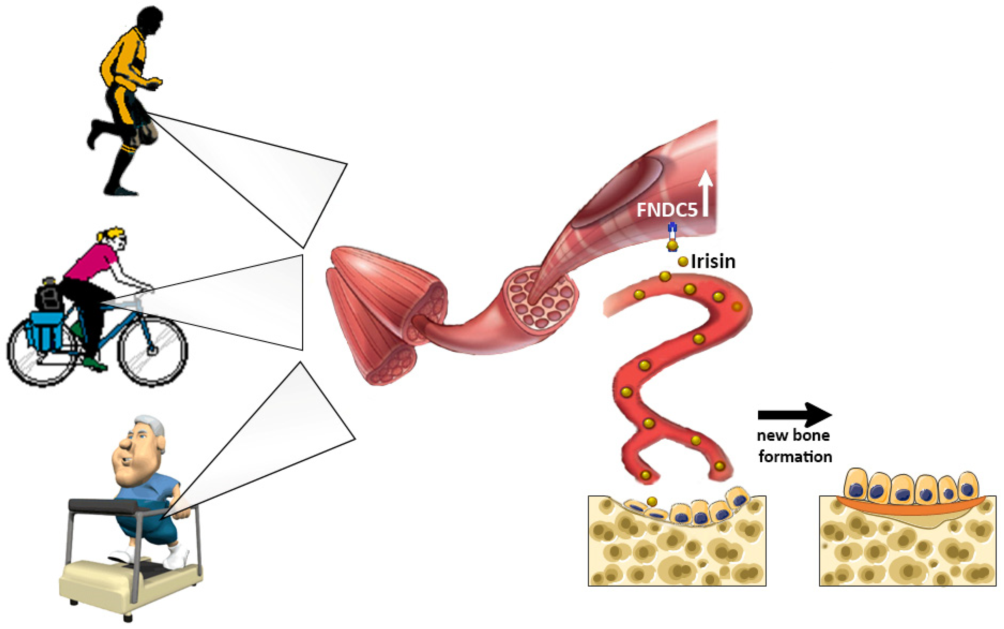 Cells 08 00451 g001 Cells 08 00451 g001