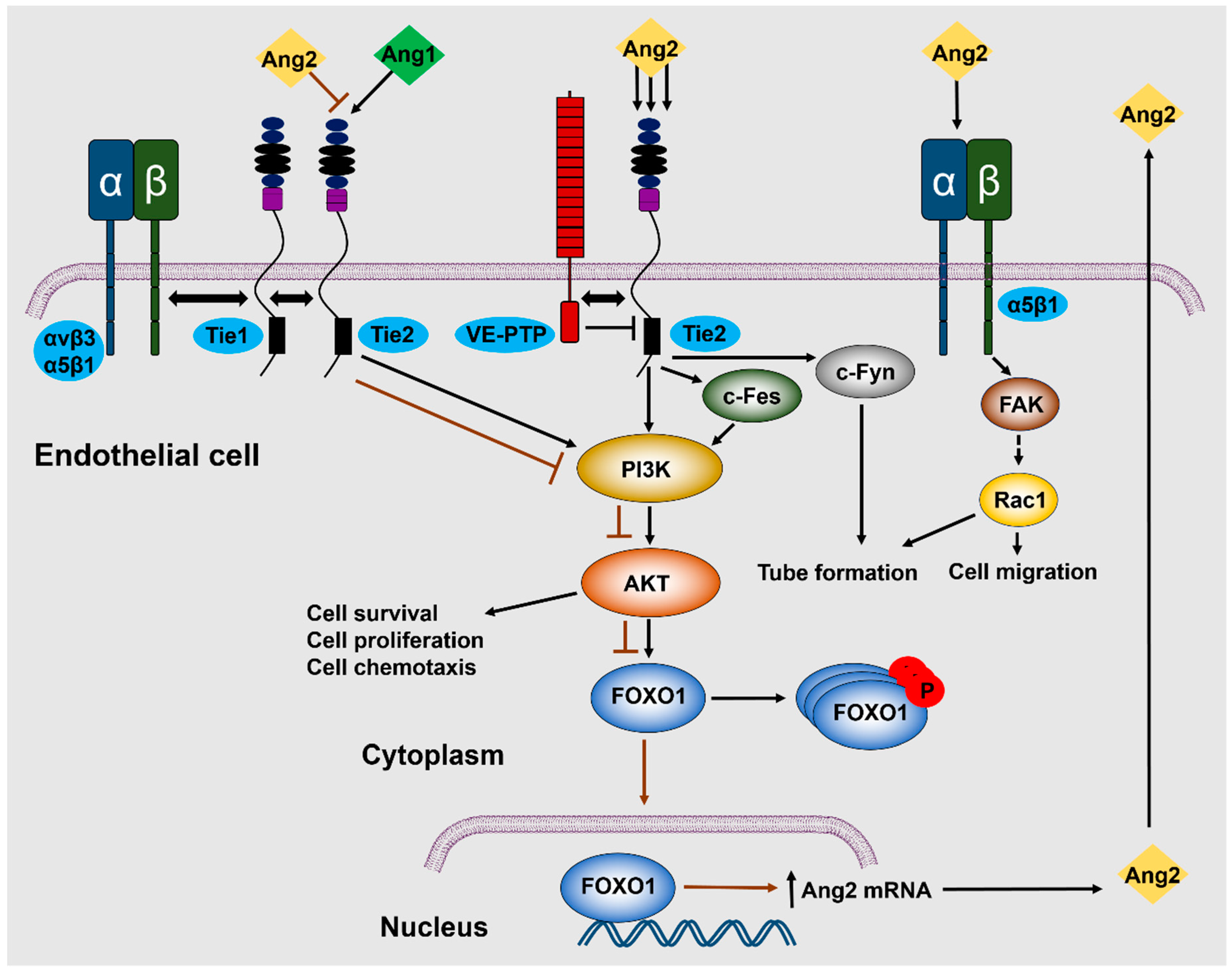 Cells 08 00471 g002 Cells 08 00471 g002