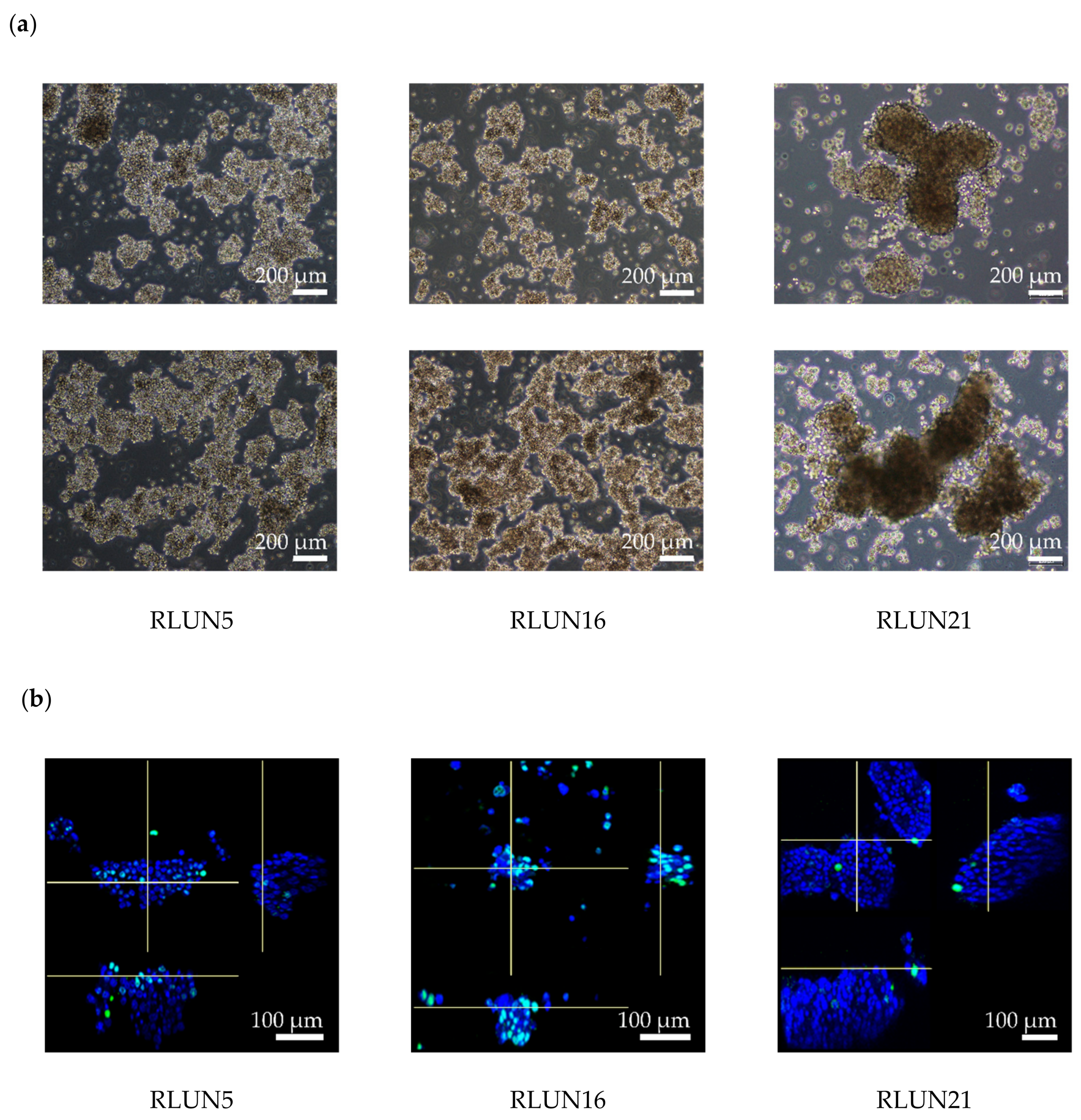 Cells 08 00481 g001a