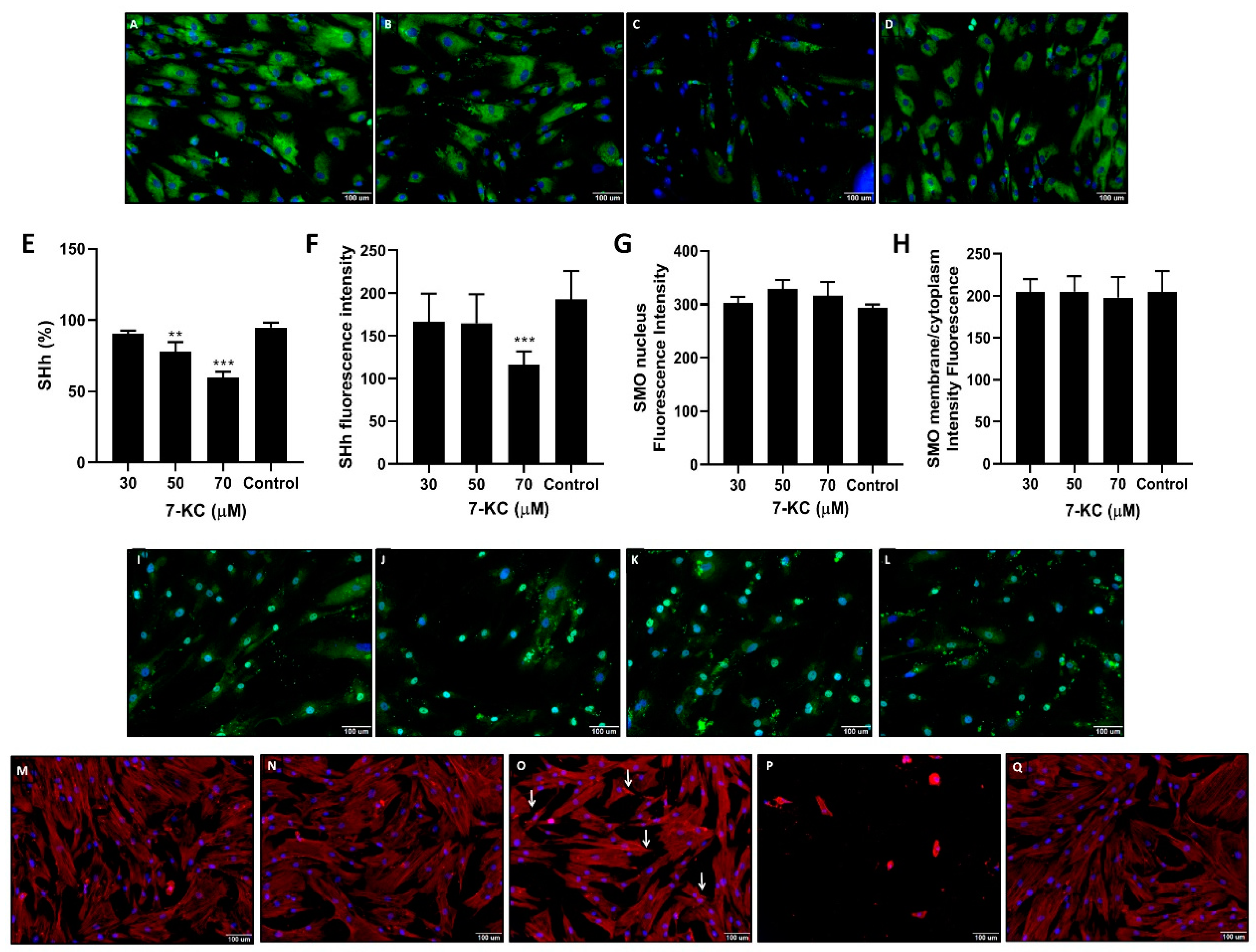 Cells 08 00482 g003 Cells 08 00482 g003