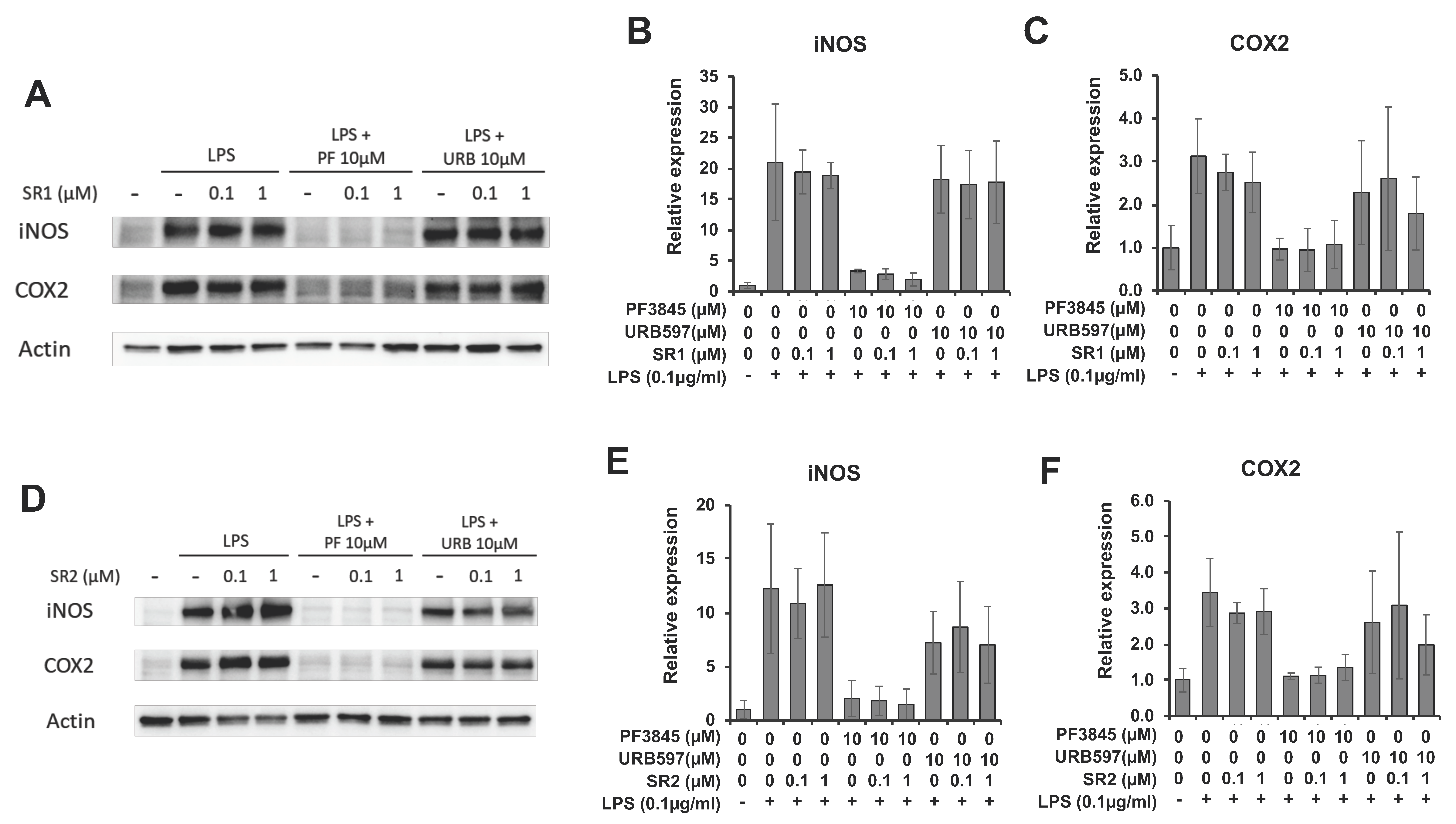 Cells 08 00491 g005 Cells 08 00491 g005