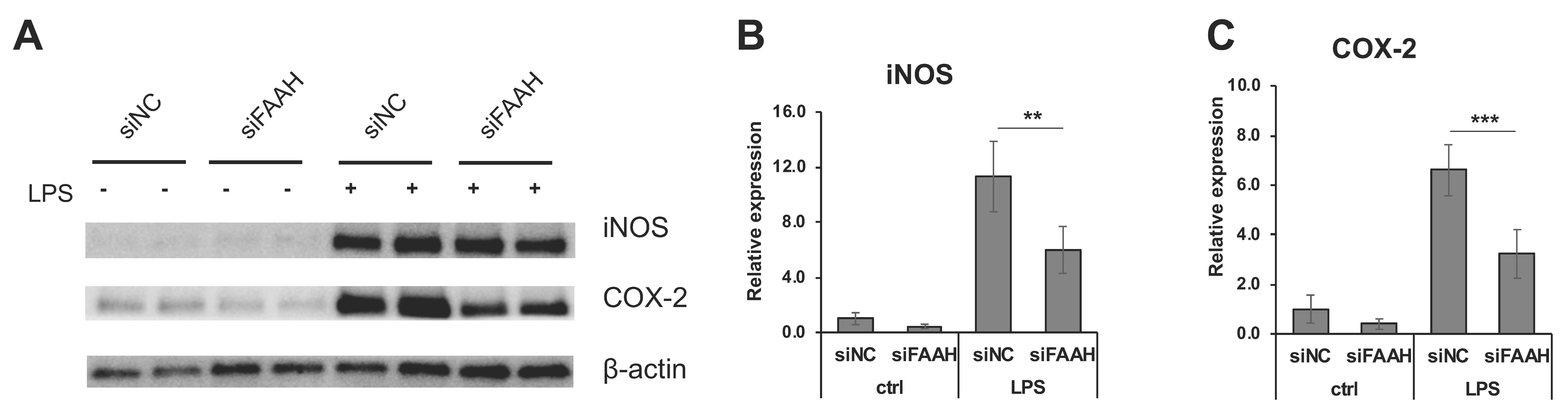 Cells 08 00491 g008 Cells 08 00491 g008