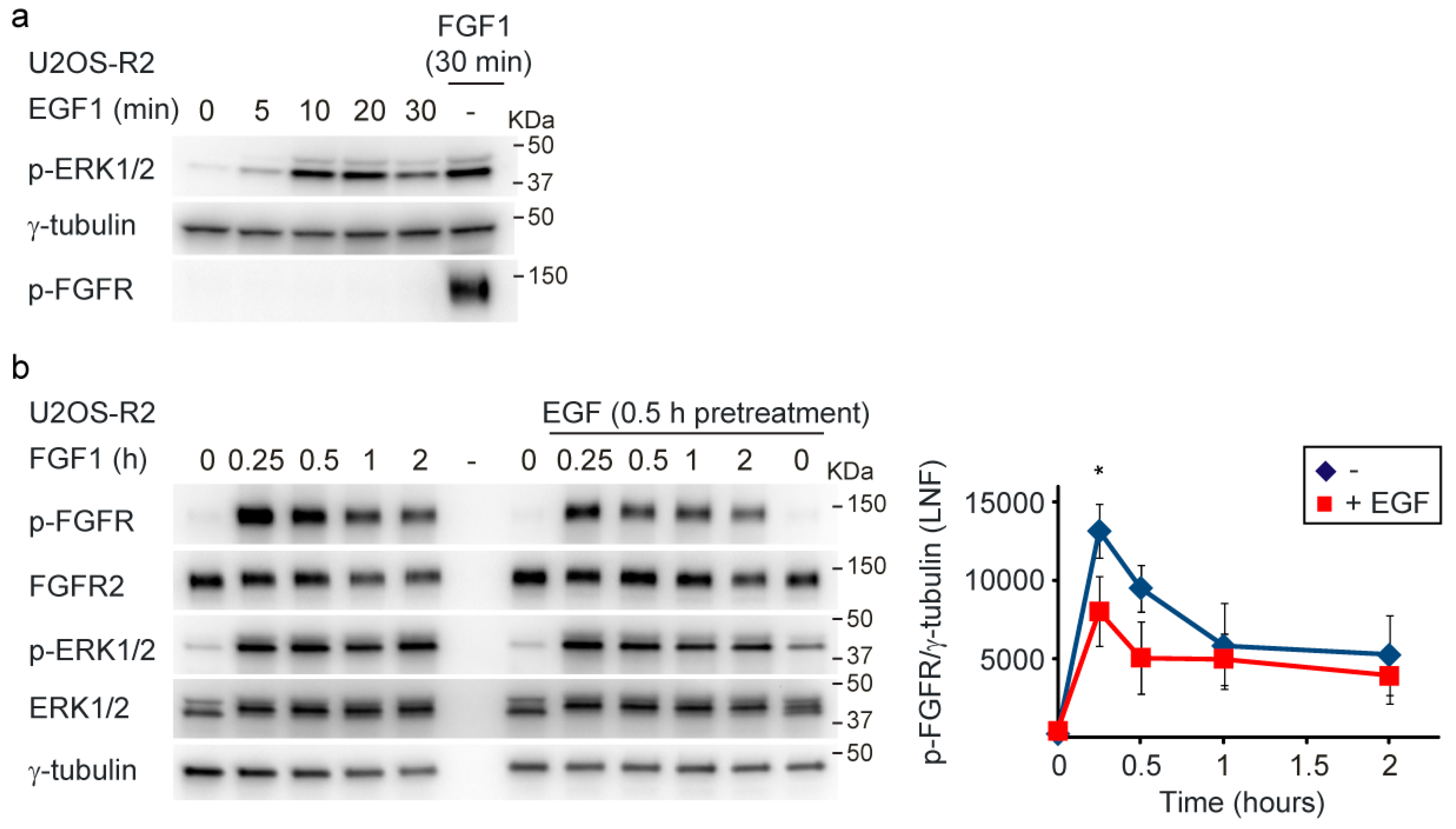 Cells 08 00518 g002 Cells 08 00518 g002