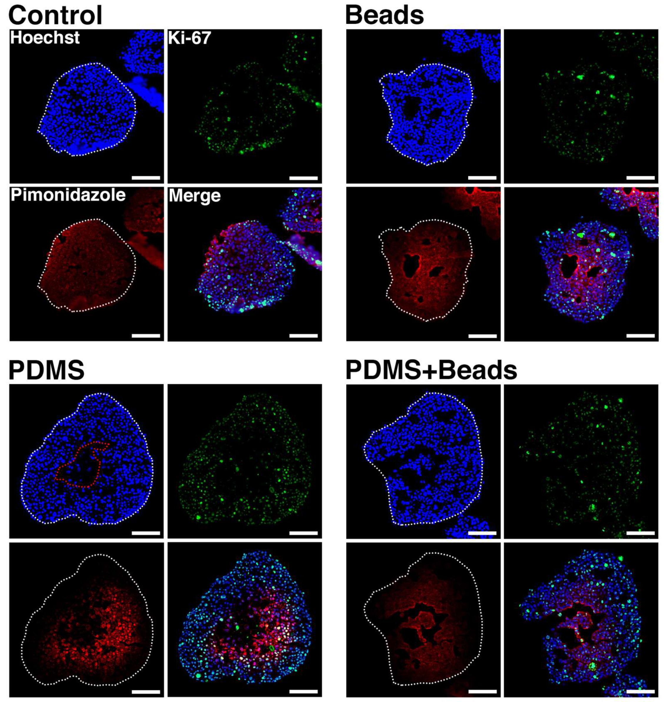 Cells 08 00525 g005 Cells 08 00525 g005