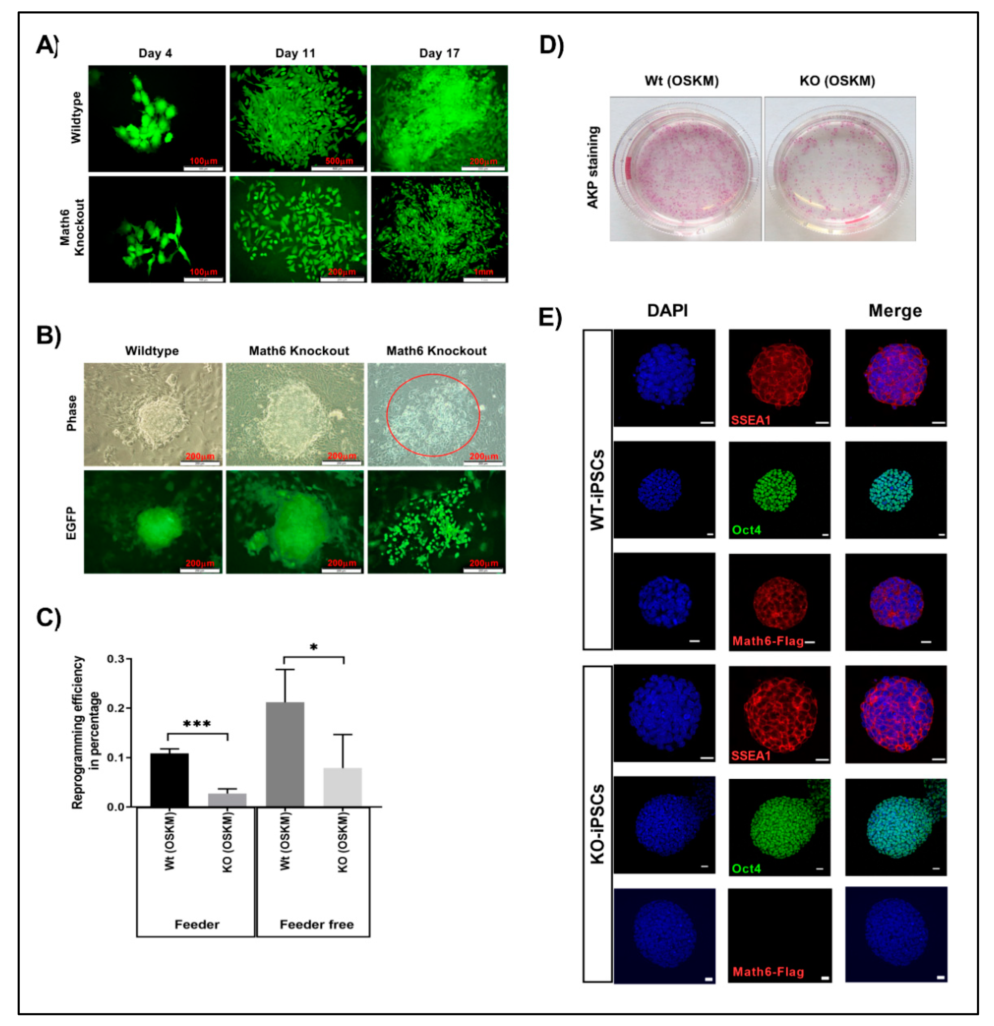 Cells 08 00529 g002 Cells 08 00529 g002