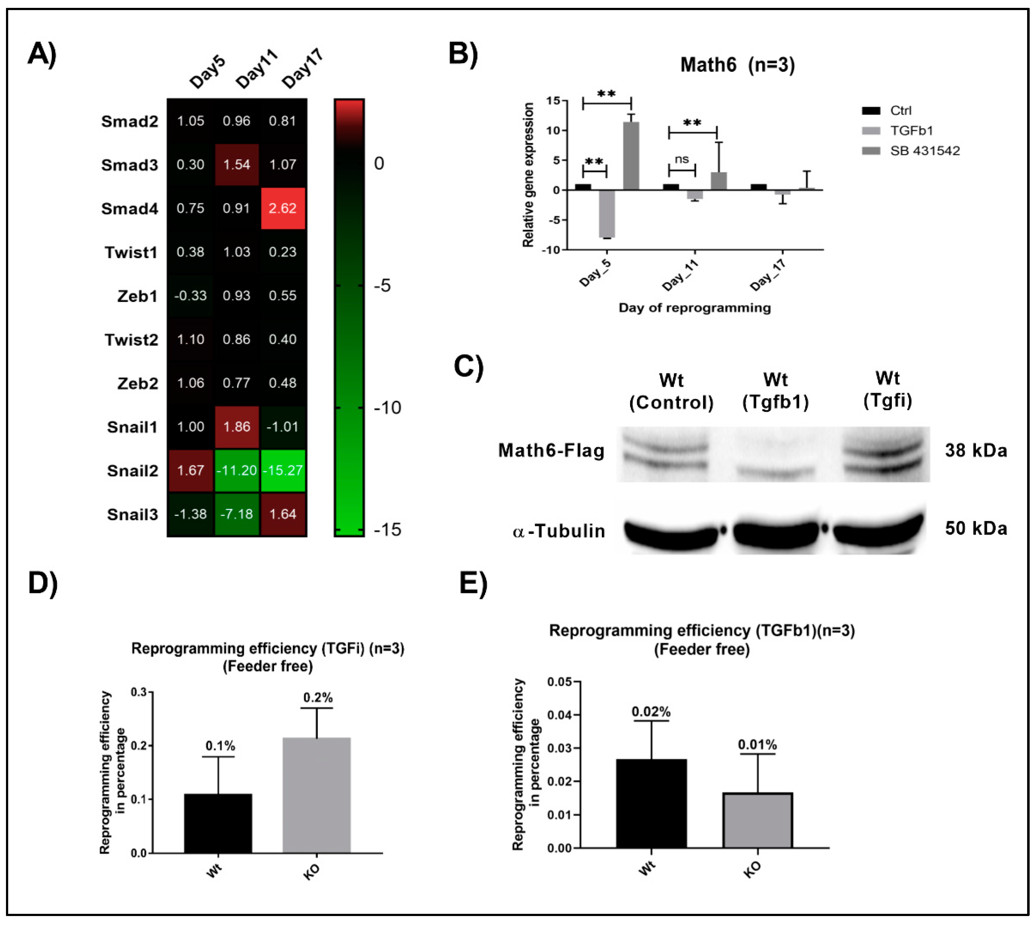 Cells 08 00529 g004 Cells 08 00529 g004
