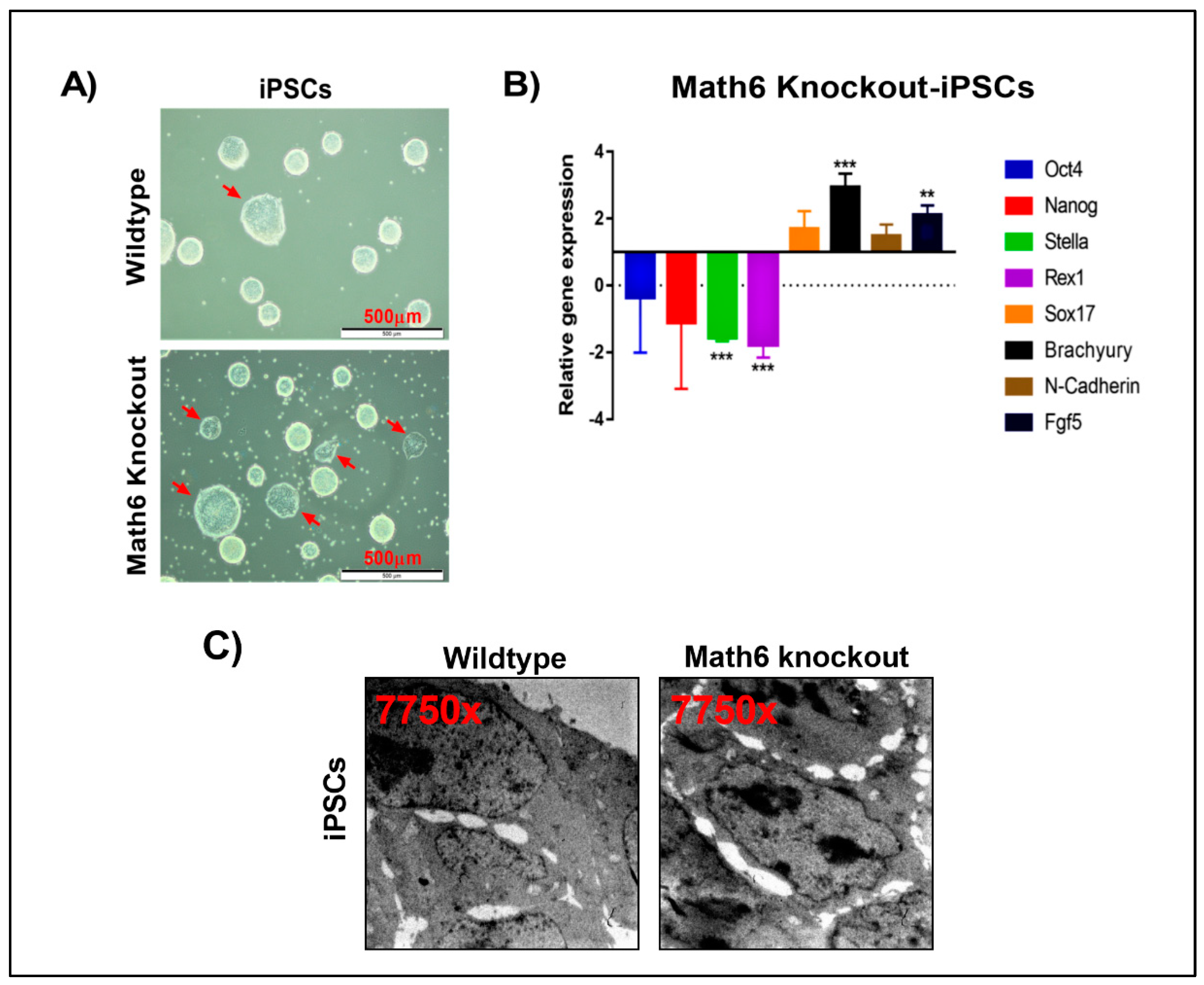 Cells 08 00529 g005 Cells 08 00529 g005