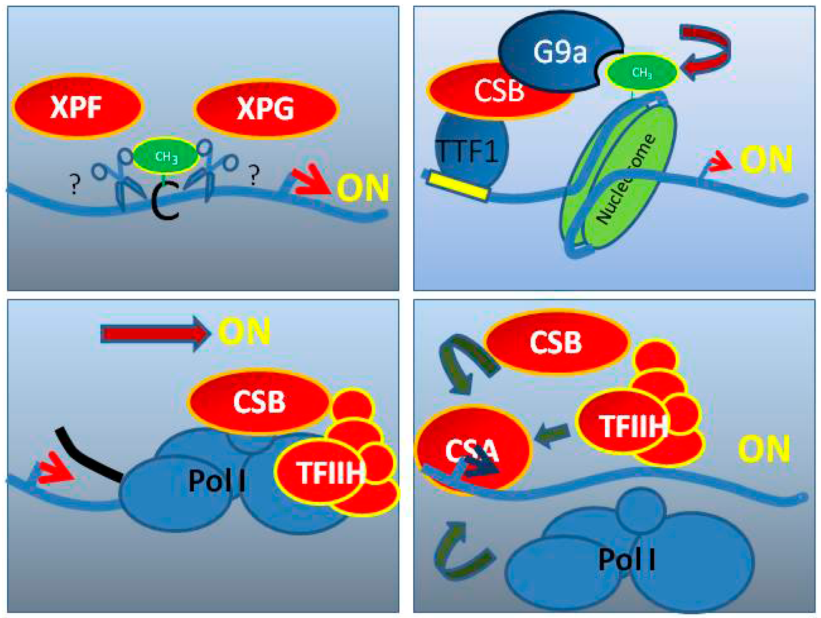 Cells 08 00534 g001 Cells 08 00534 g001