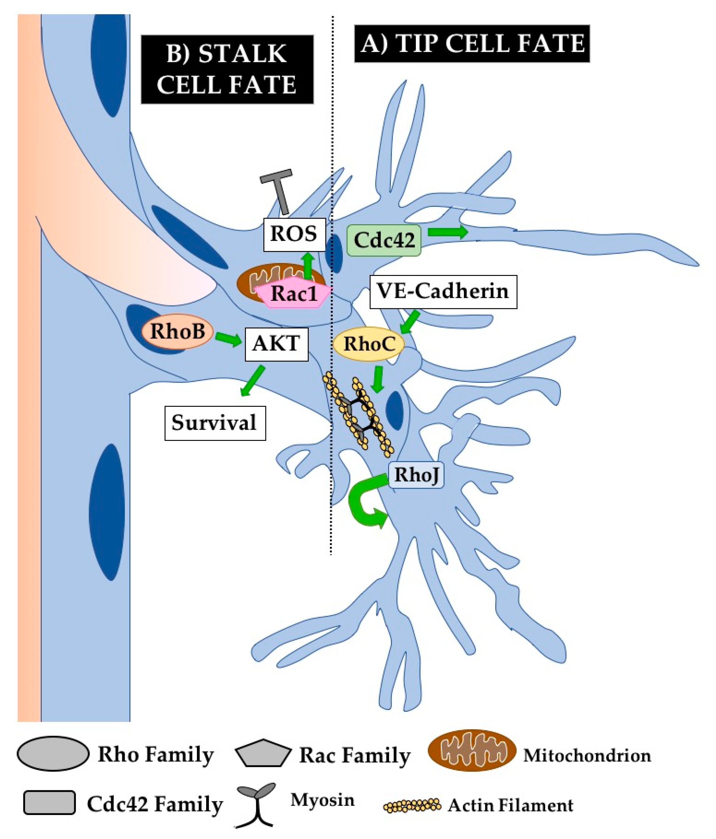 Cells 08 00545 g004