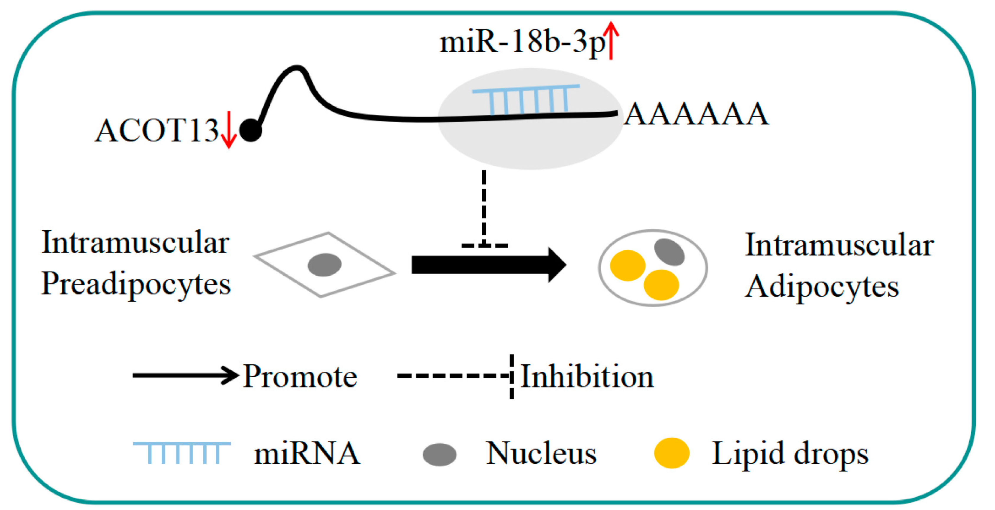 Cells 08 00556 g009 Cells 08 00556 g009