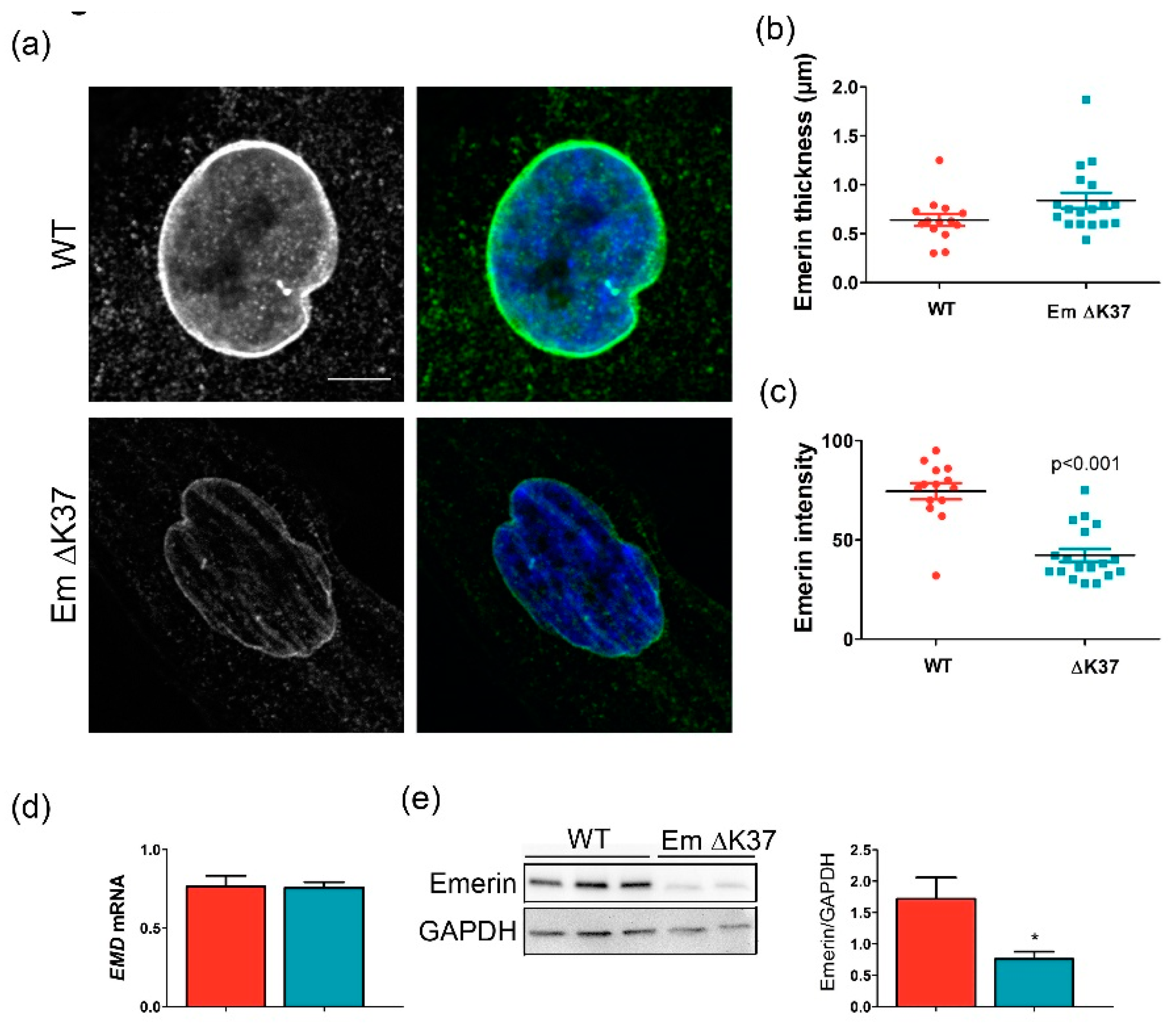 Cells 08 00570 g002 Cells 08 00570 g002