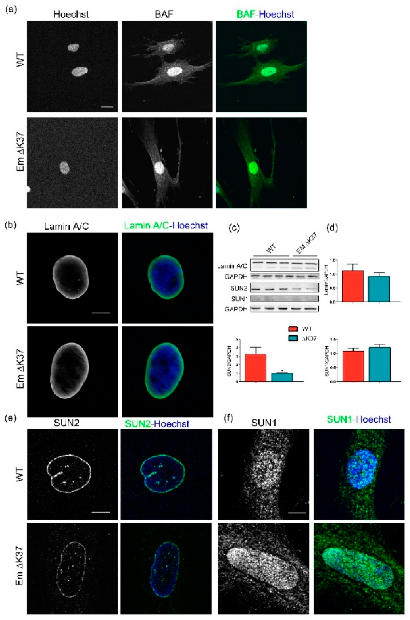 Cells 08 00570 g004 Cells 08 00570 g004