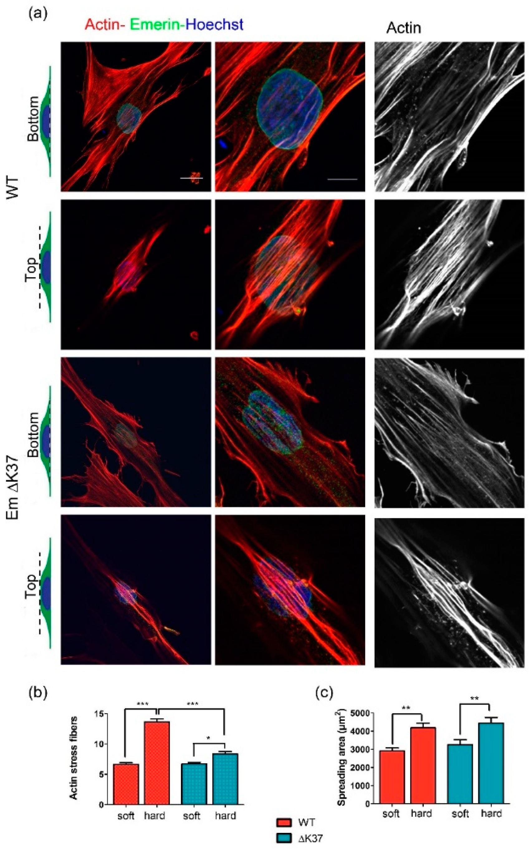 Cells 08 00570 g005 Cells 08 00570 g005
