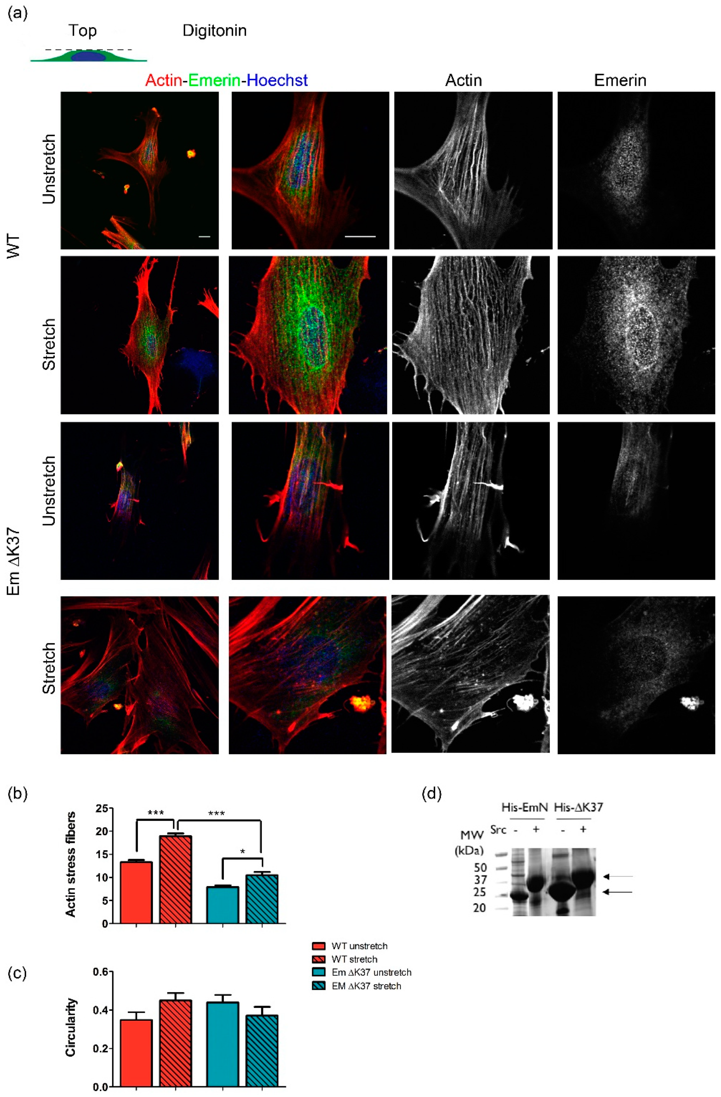 Cells 08 00570 g006 Cells 08 00570 g006