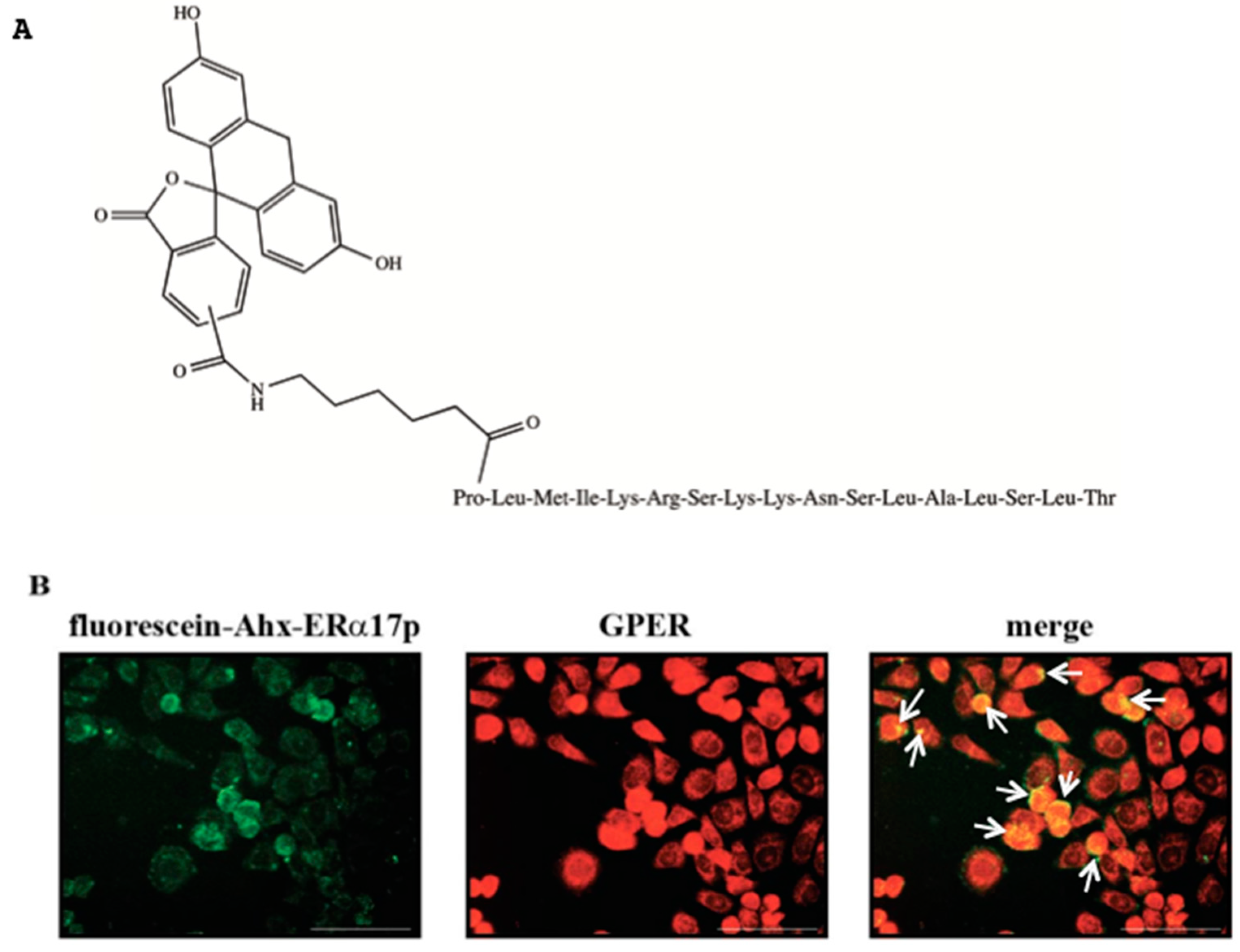 Cells 08 00590 g003 Cells 08 00590 g003
