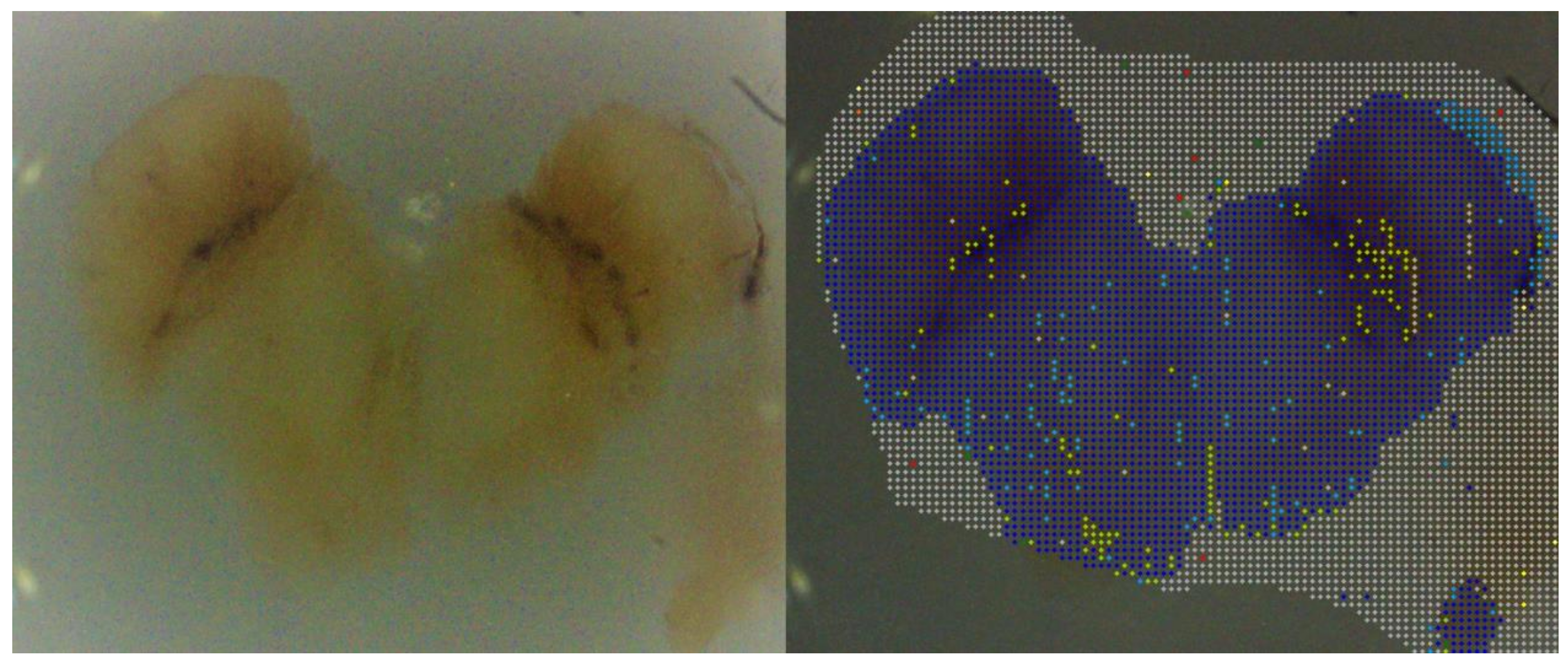 Cells 08 00592 g005
