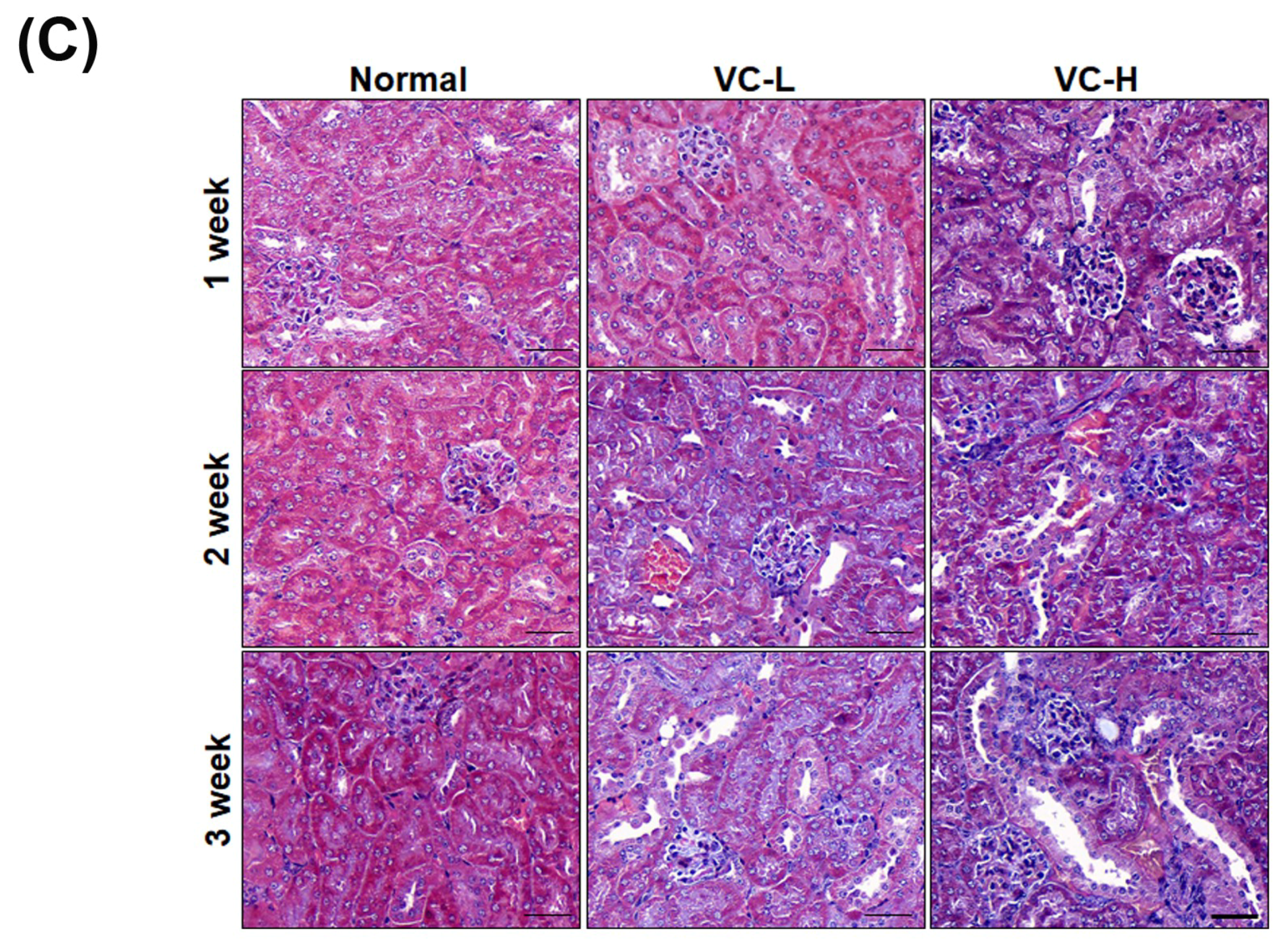 Cells 08 00601 g005b Cells 08 00601 g005b