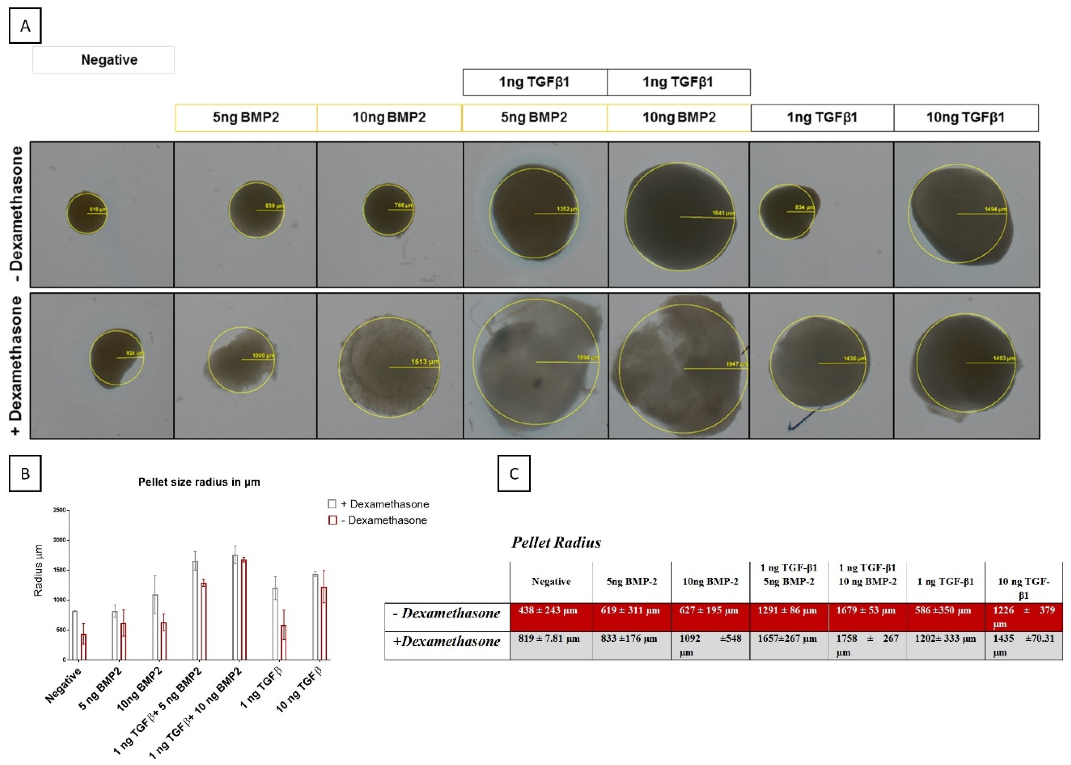 Cells 08 00636 g005