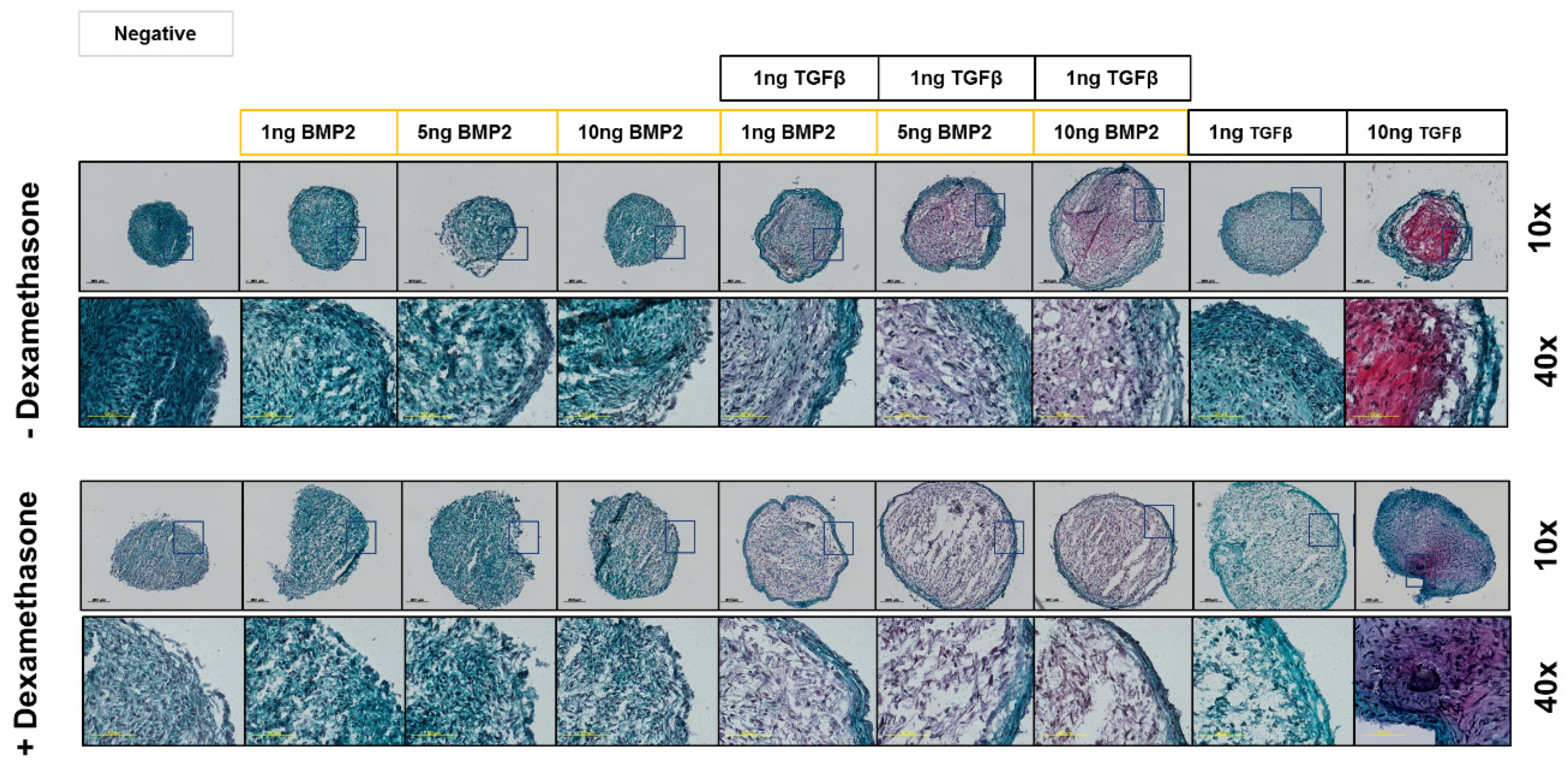 Cells 08 00636 g006