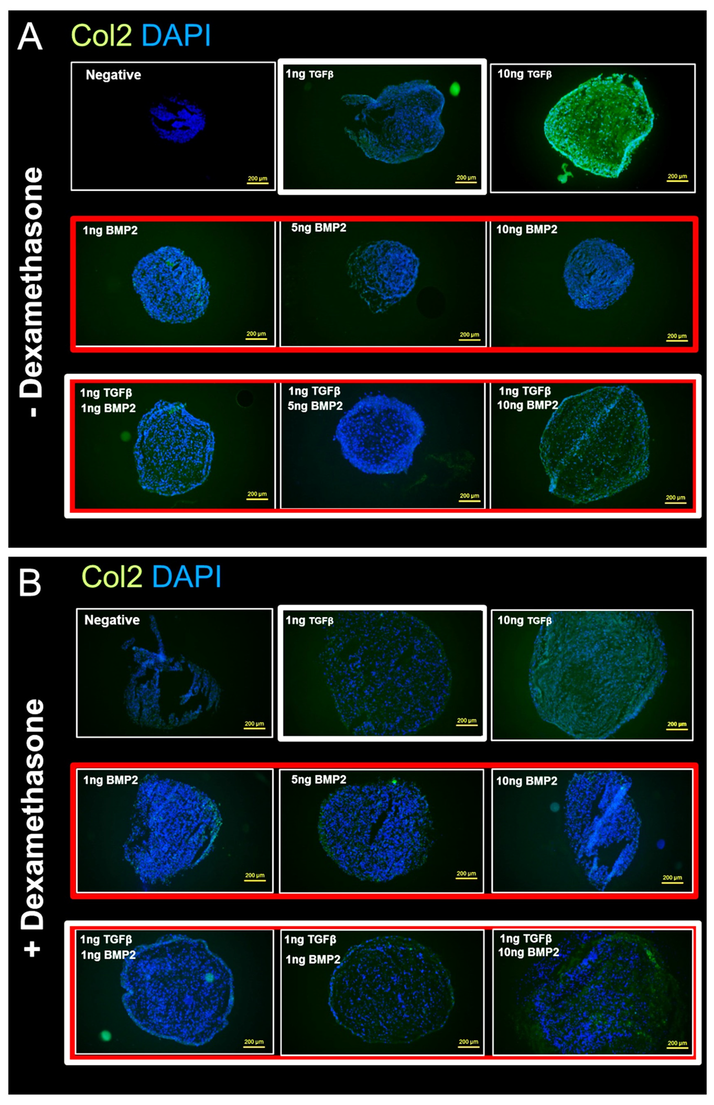 Cells 08 00636 g007