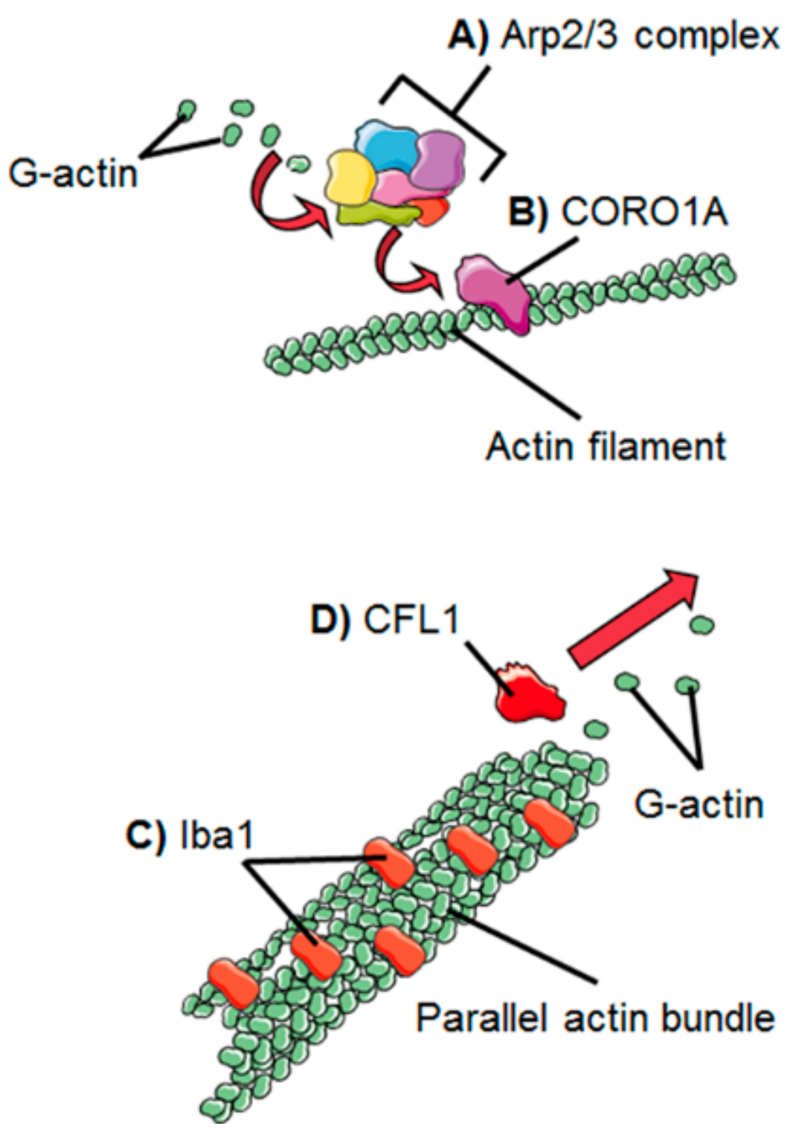 Cells 08 00639 g003 Cells 08 00639 g003