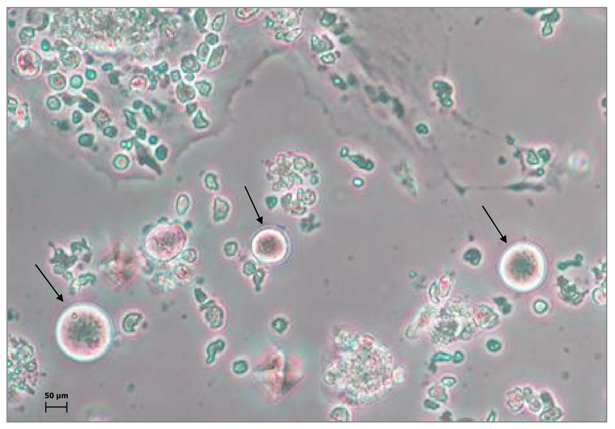 Cells 08 00650 g002