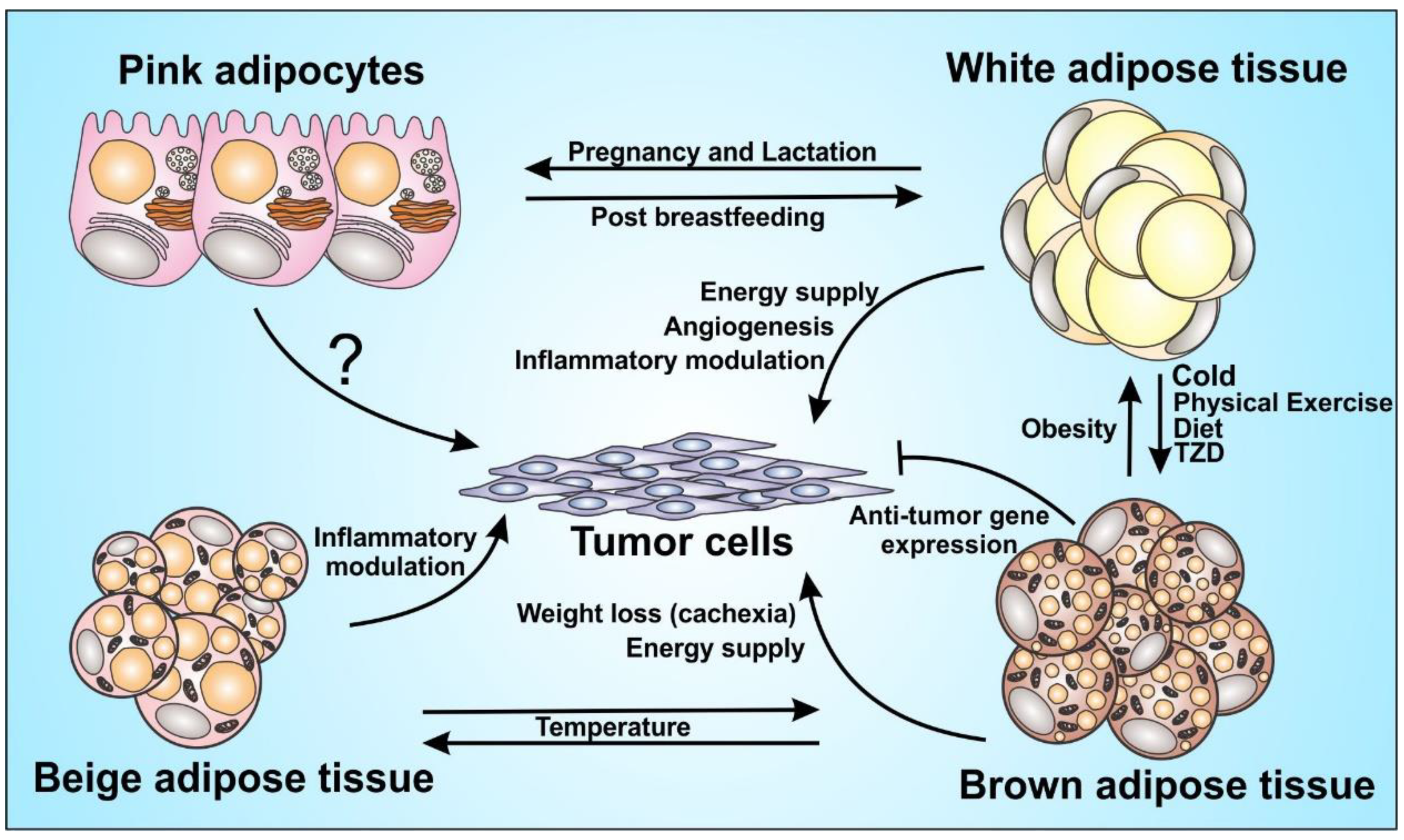 Cells 08 00662 g001 Cells 08 00662 g001