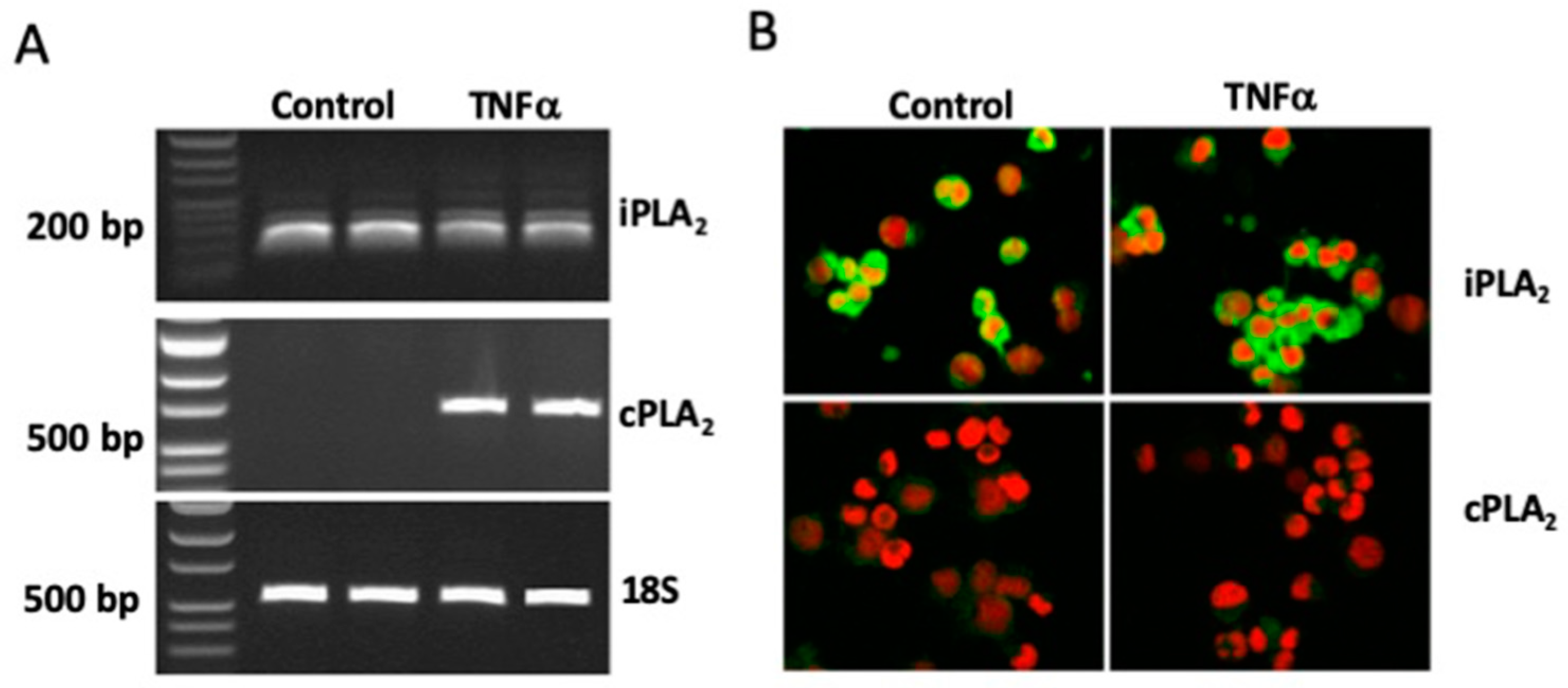 Cells 08 00672 g001 Cells 08 00672 g001