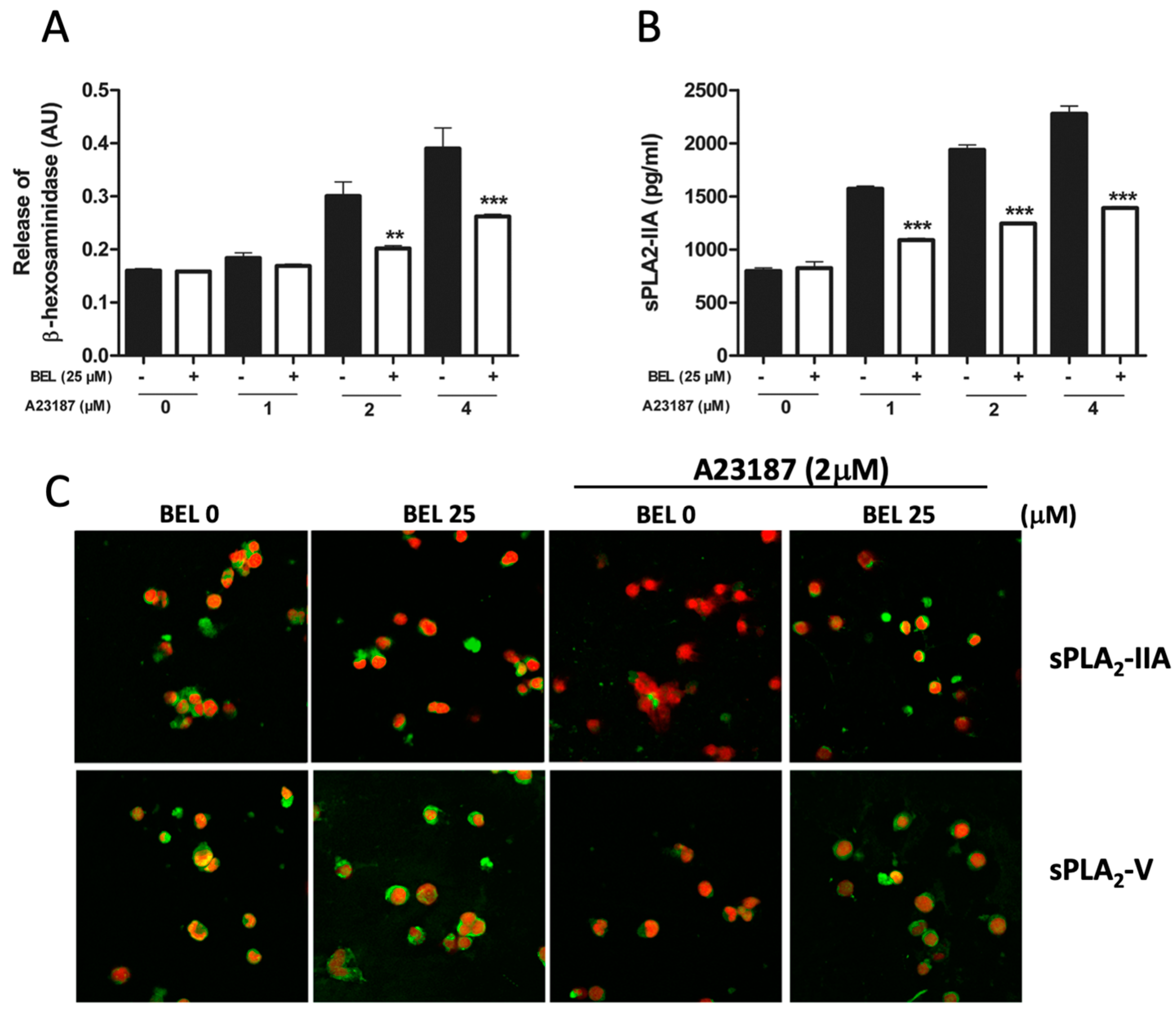 Cells 08 00672 g006 Cells 08 00672 g006