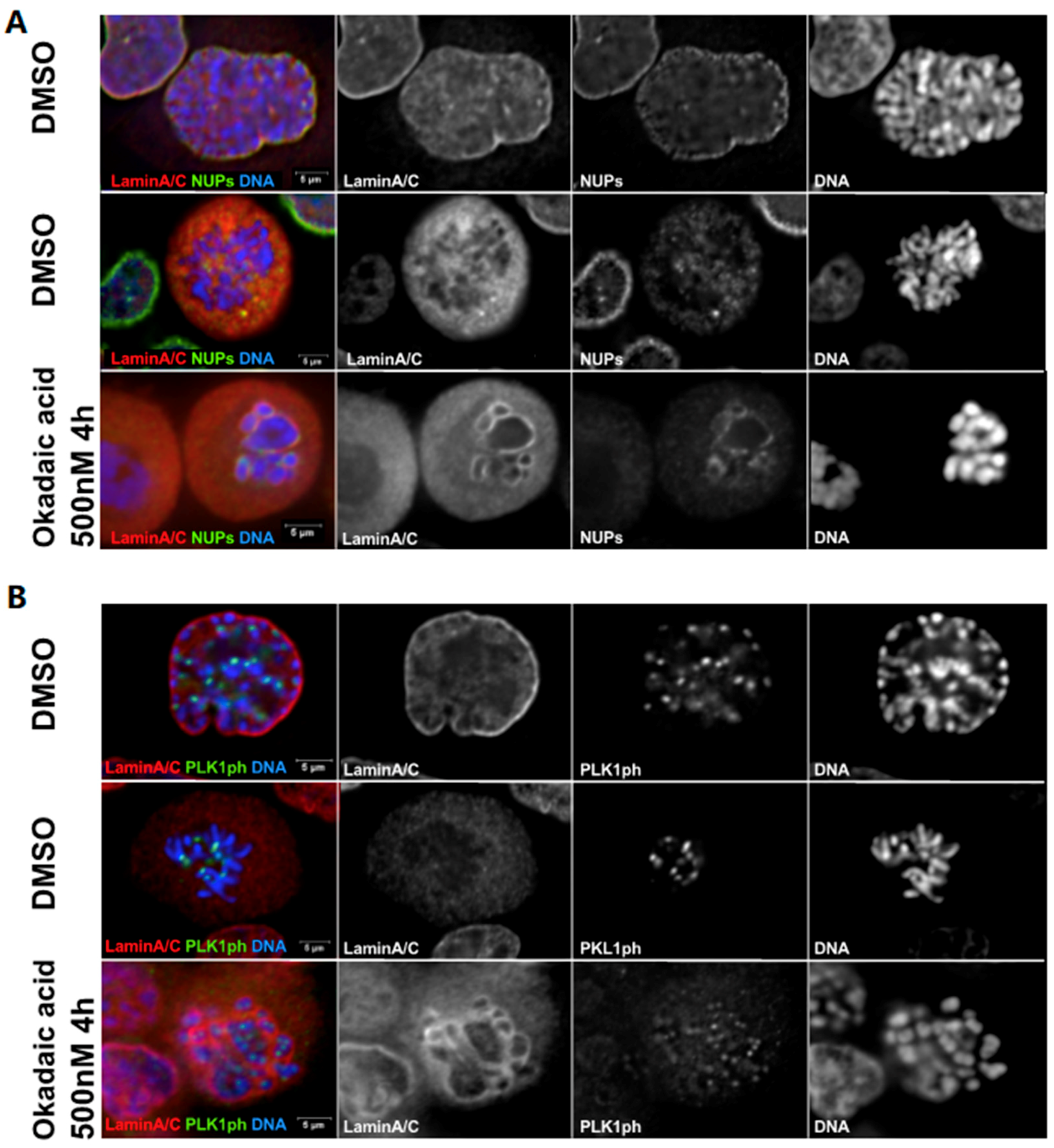 Cells 08 00687 g002 Cells 08 00687 g002