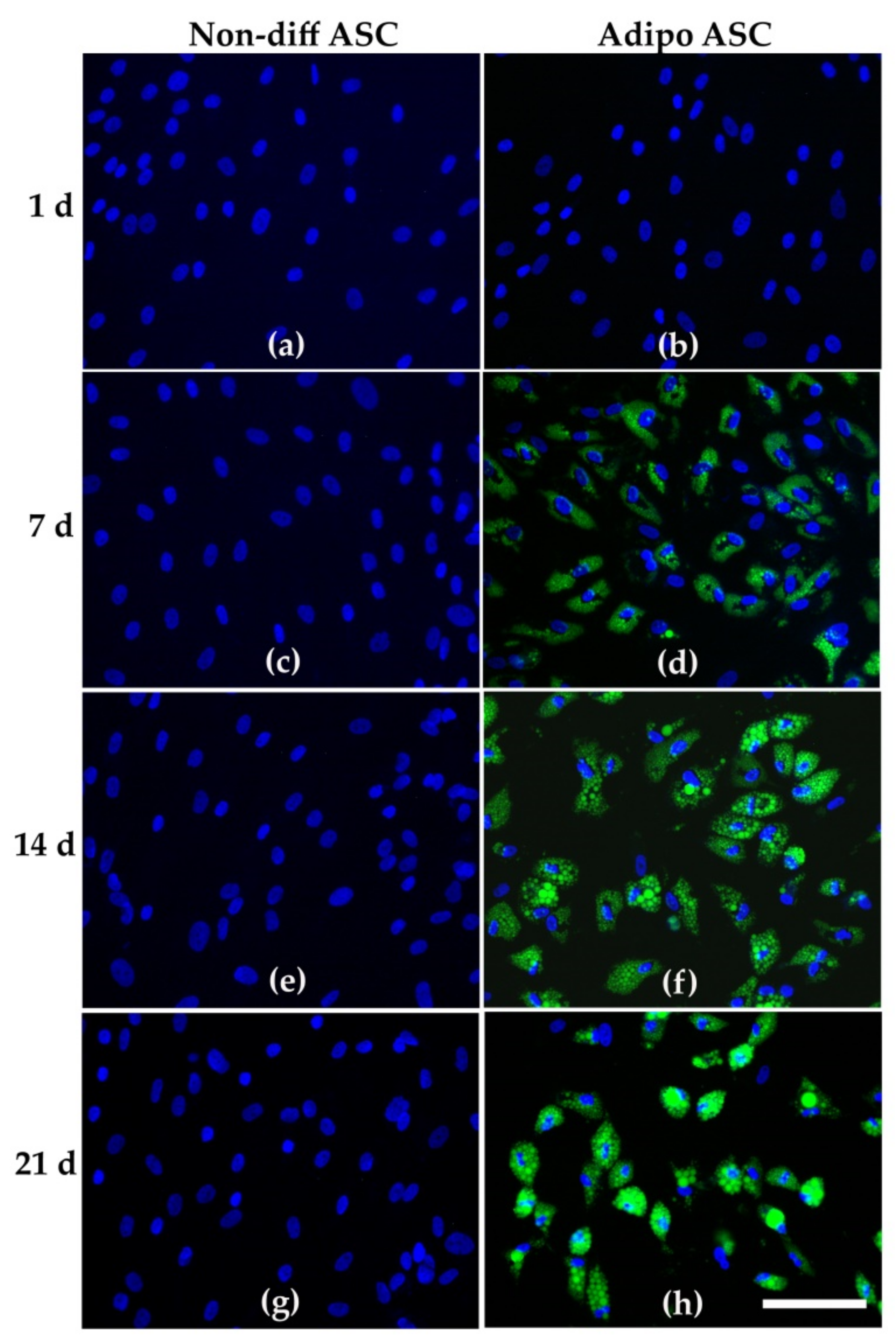 Cells 08 00697 g002