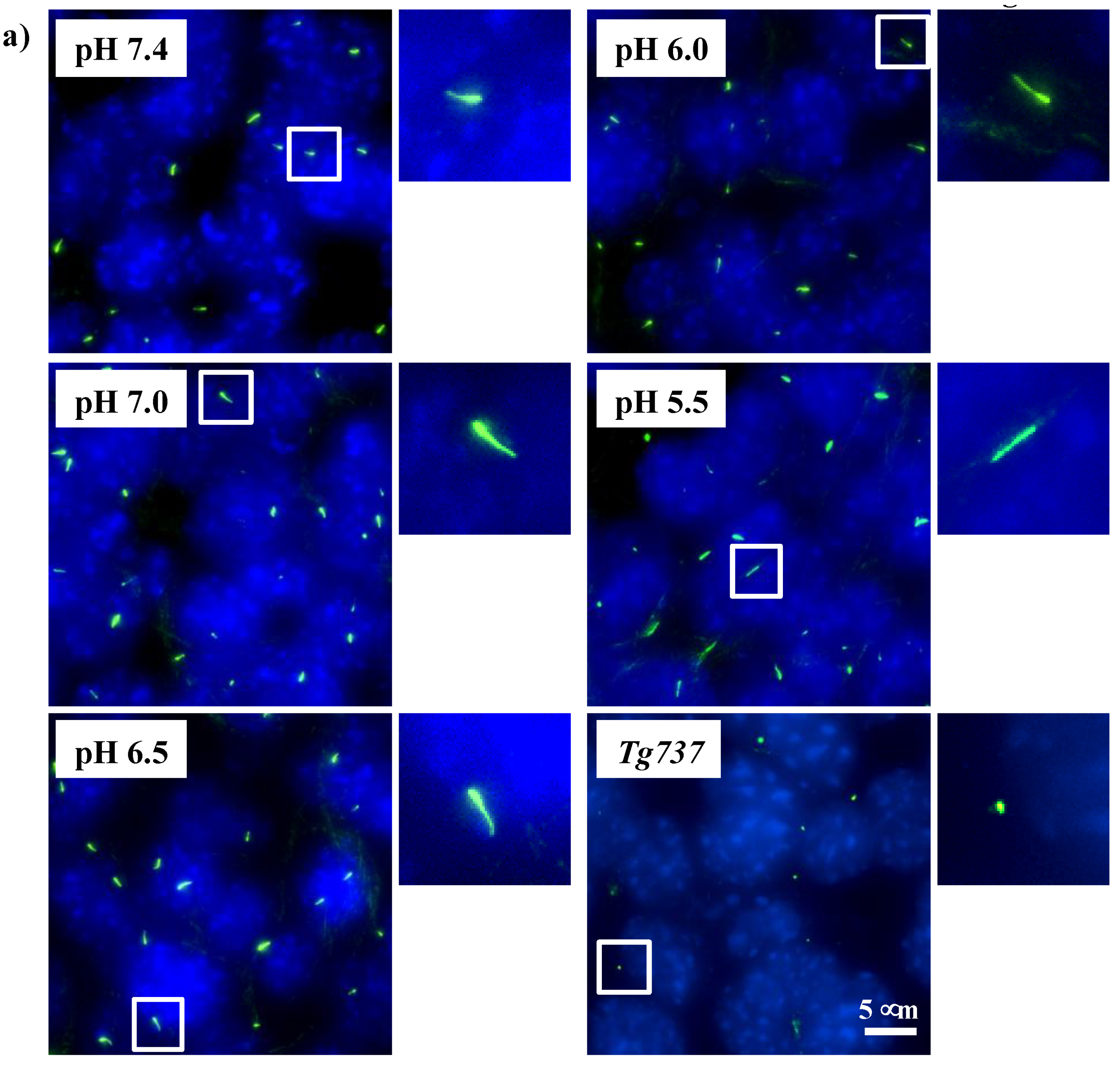 Cells 08 00704 g002a Cells 08 00704 g002a