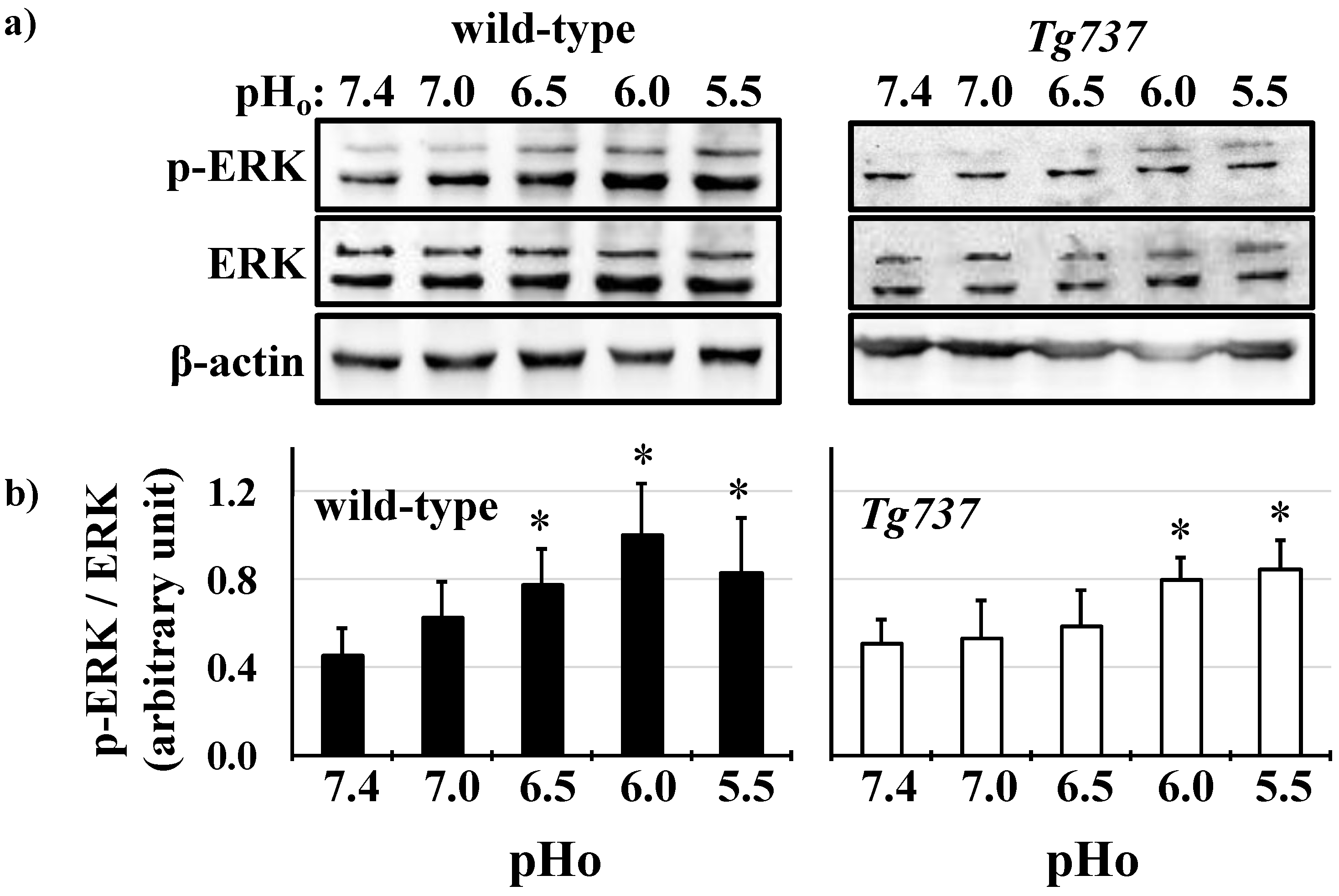 Cells 08 00704 g003 Cells 08 00704 g003