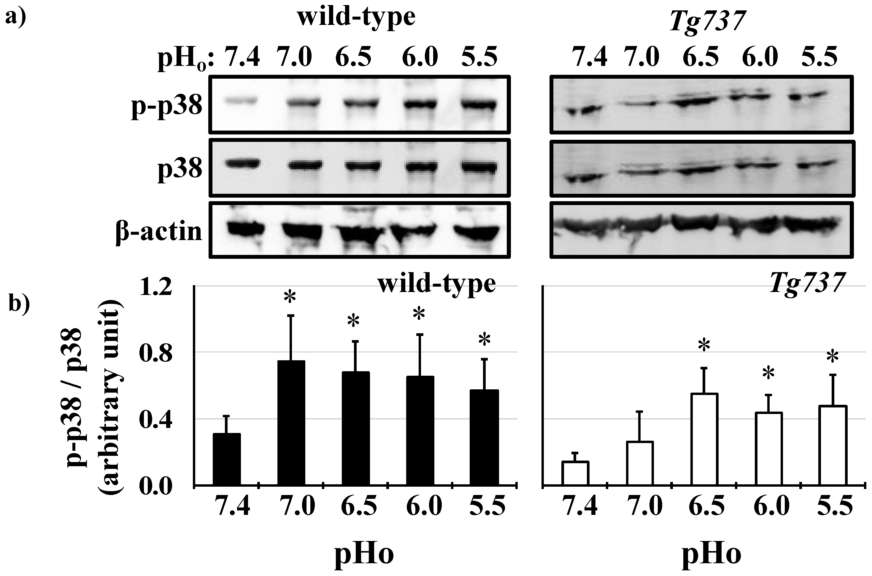 Cells 08 00704 g004 Cells 08 00704 g004