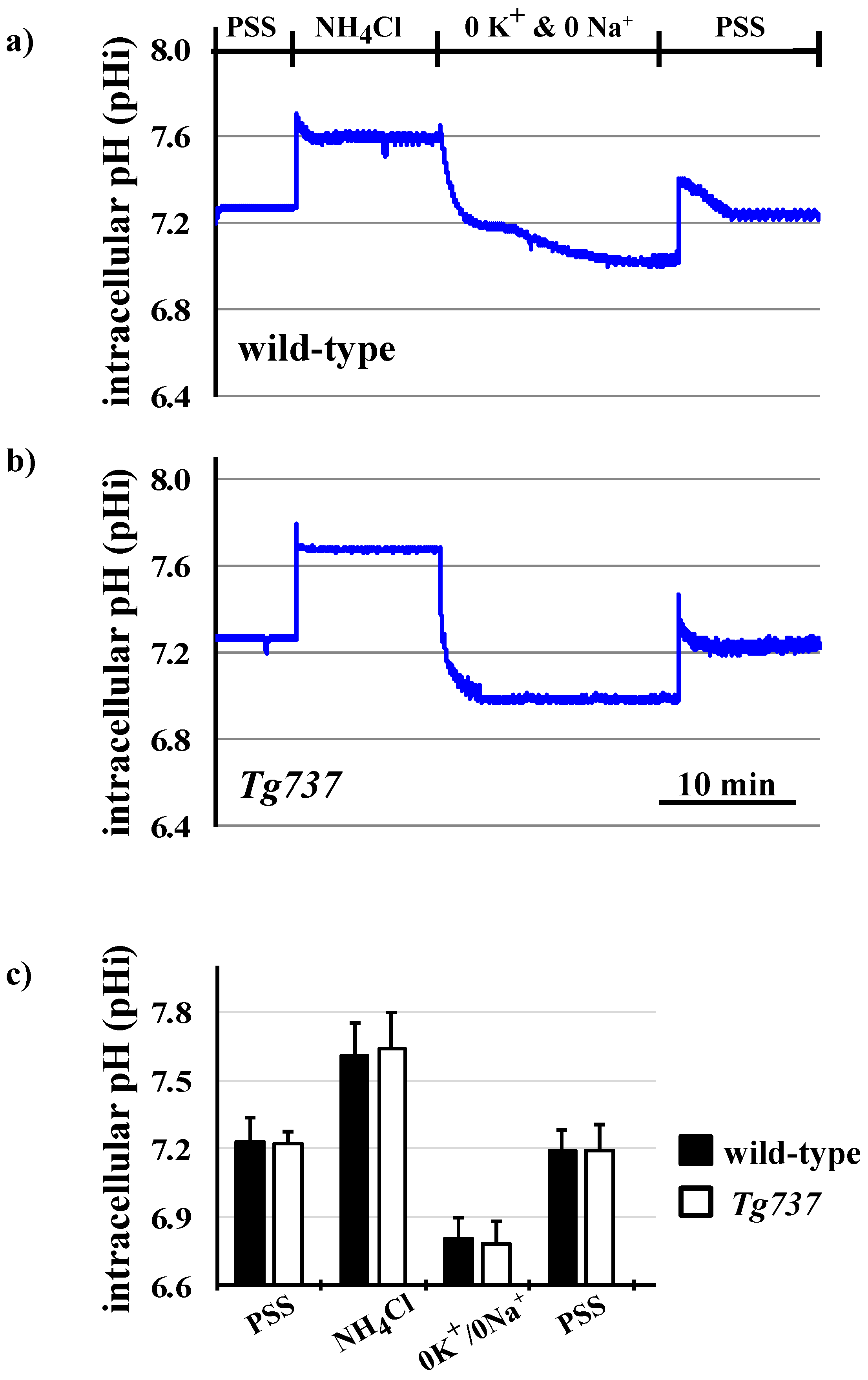 Cells 08 00704 g005 Cells 08 00704 g005